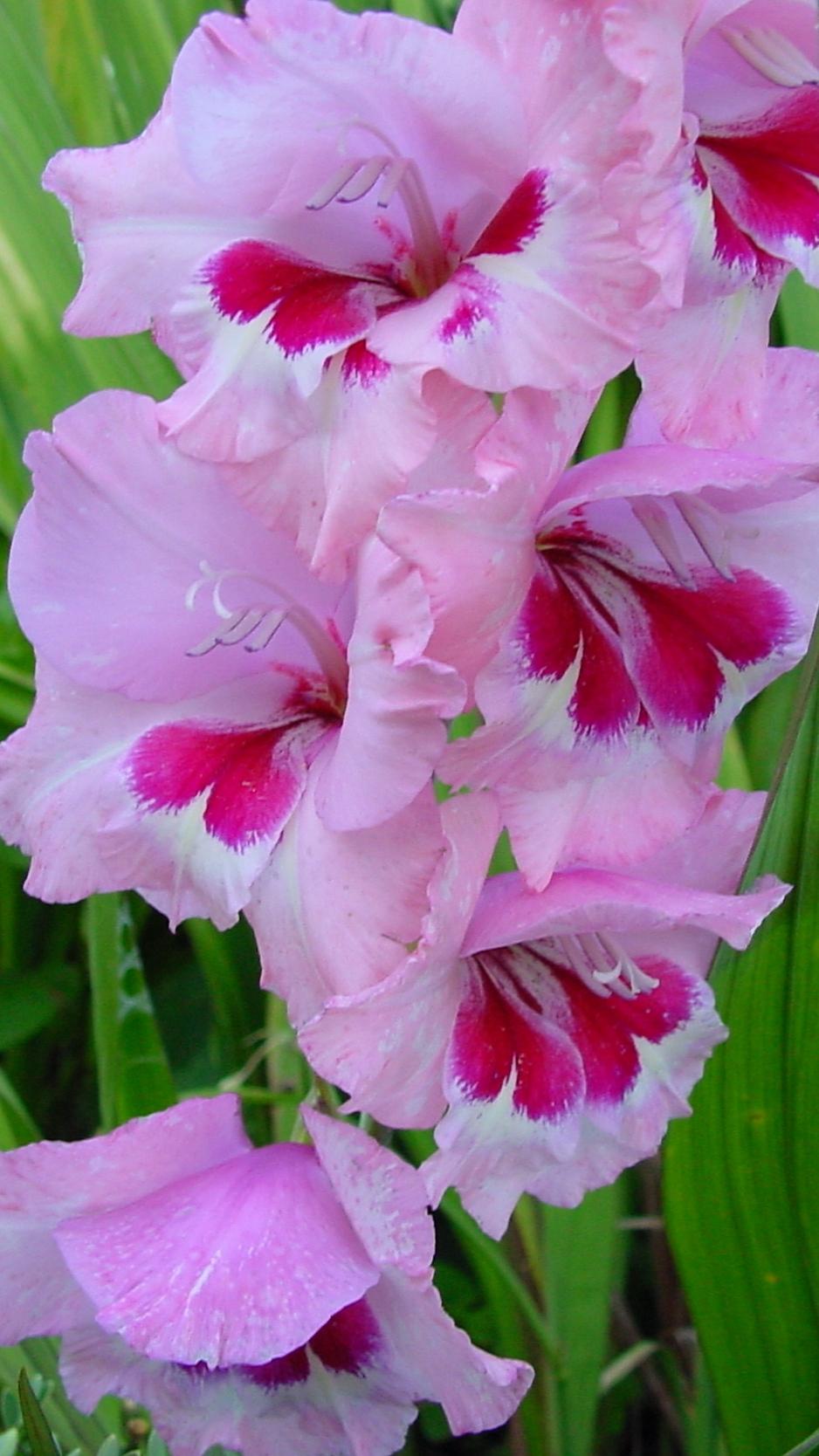 Download Wallpaper 938x1668 Gladiolus, Flowers, Leaves Iphone 8 7 6s