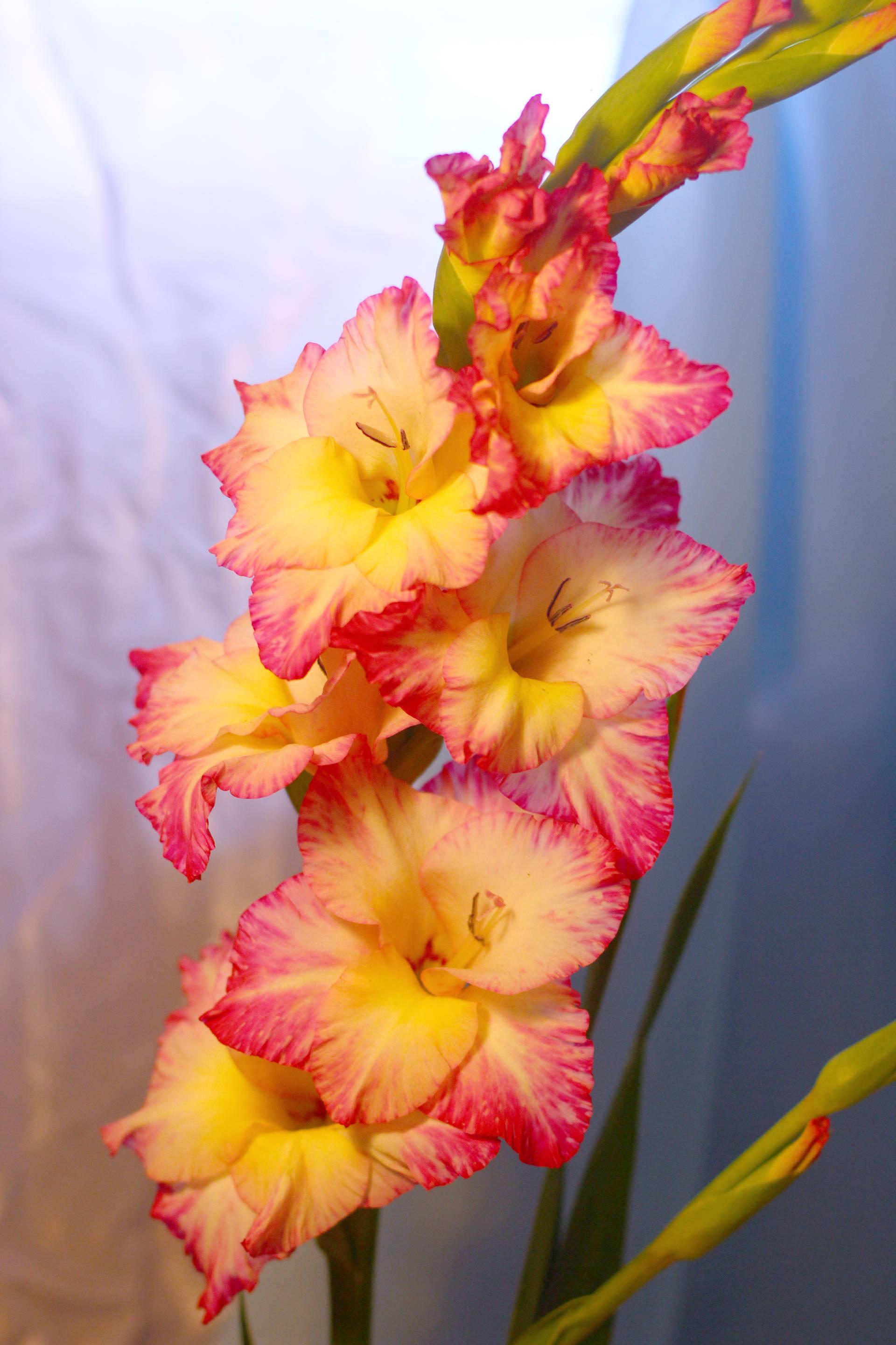 Pink And Yellow Gladiolus Wallpapers - Wallpaper Cave