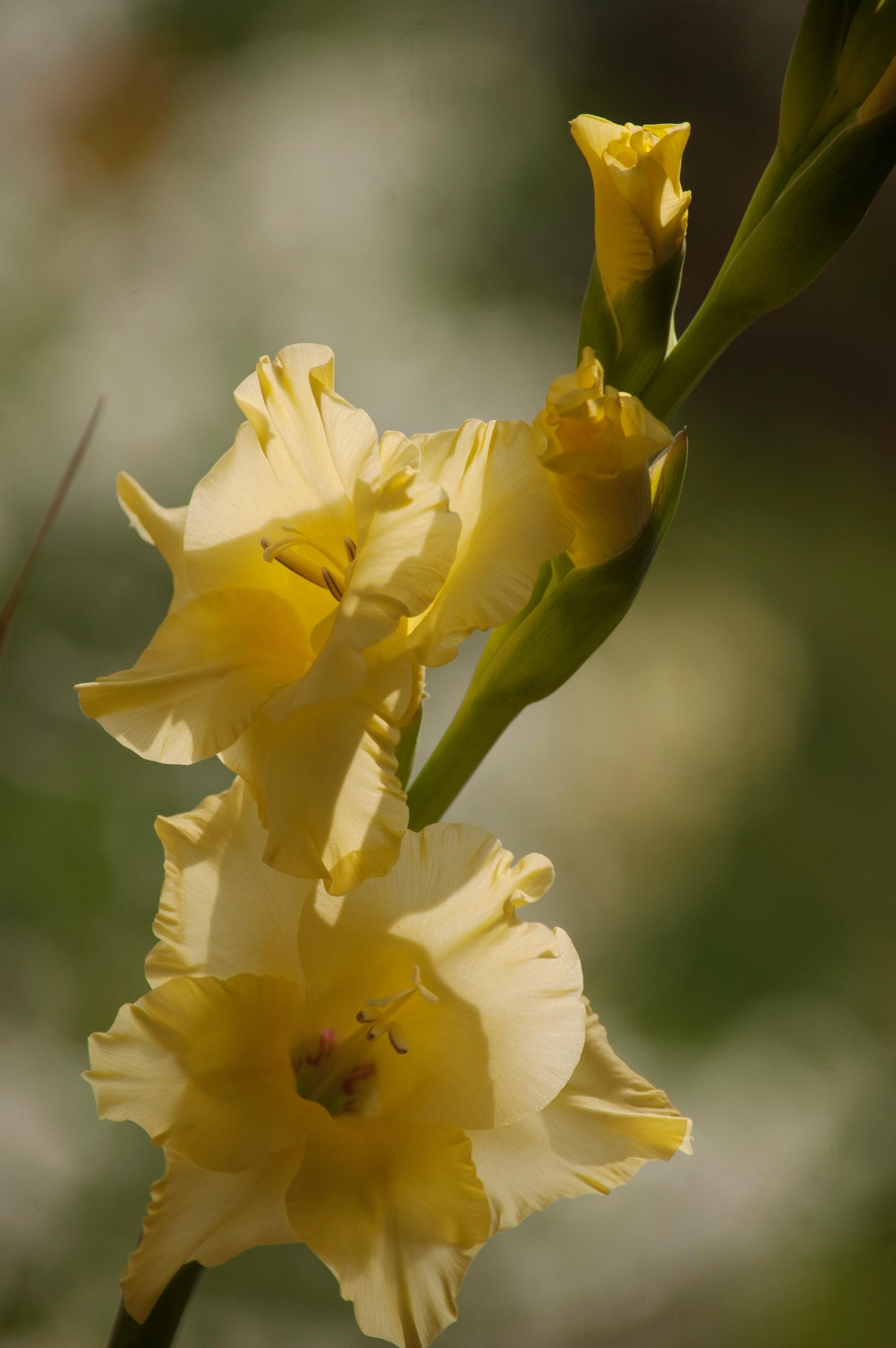 Download 640 Background Bunga Gladiol HD Terbaik