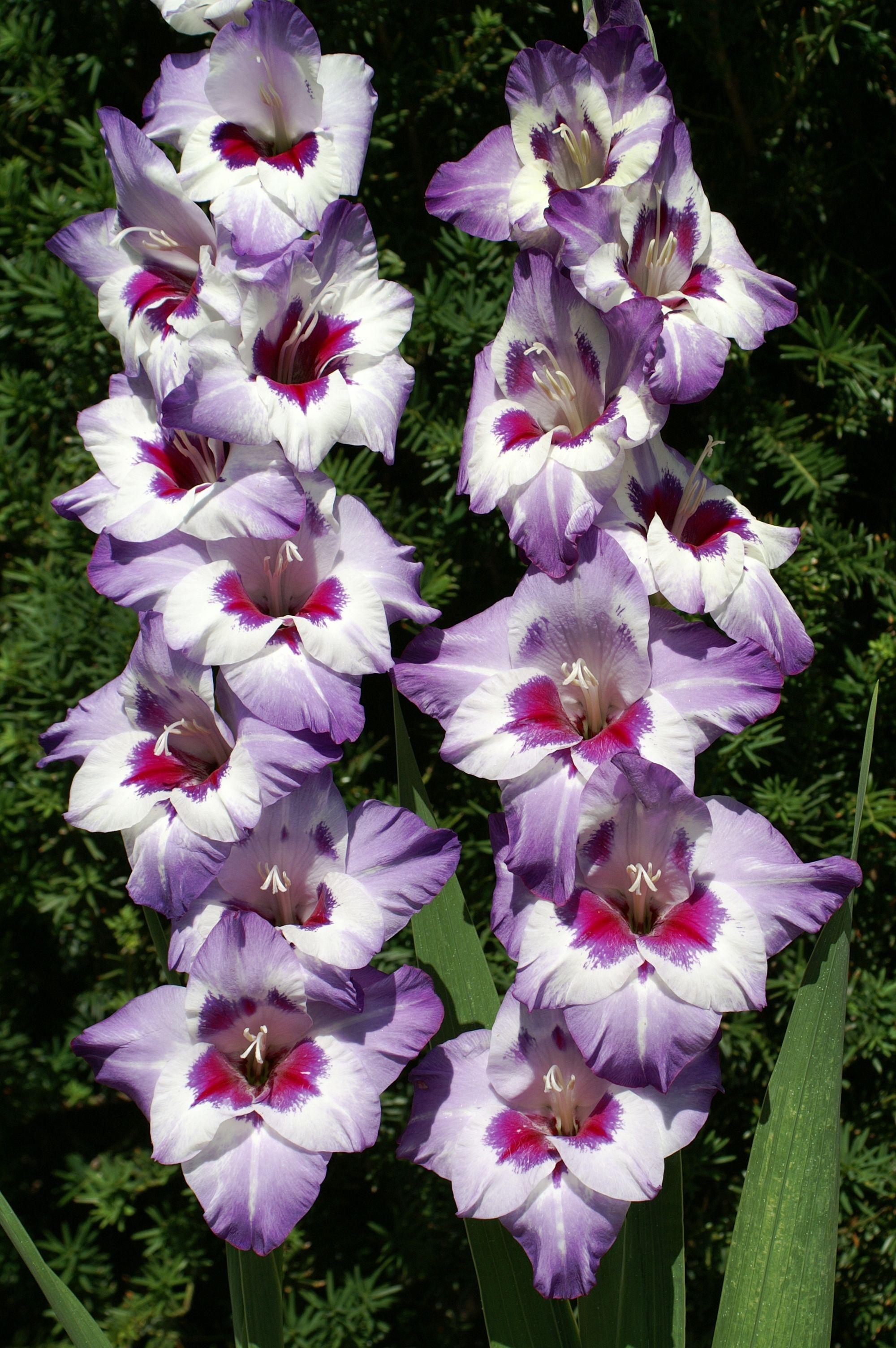 gladiolus. Glorious Gladiolus. Flower Bulb Crazy. garden stuff