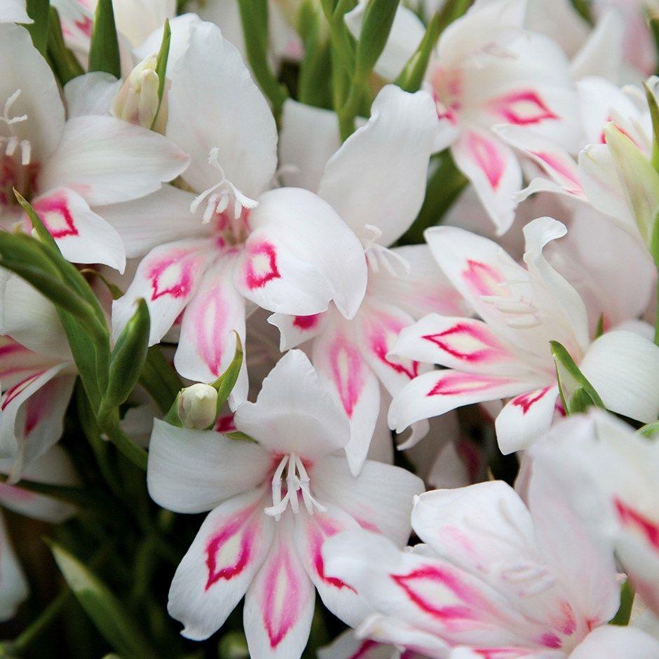 Gladiolus 'Nymph' bulbs. цветы белые. Gladiolus bulbs