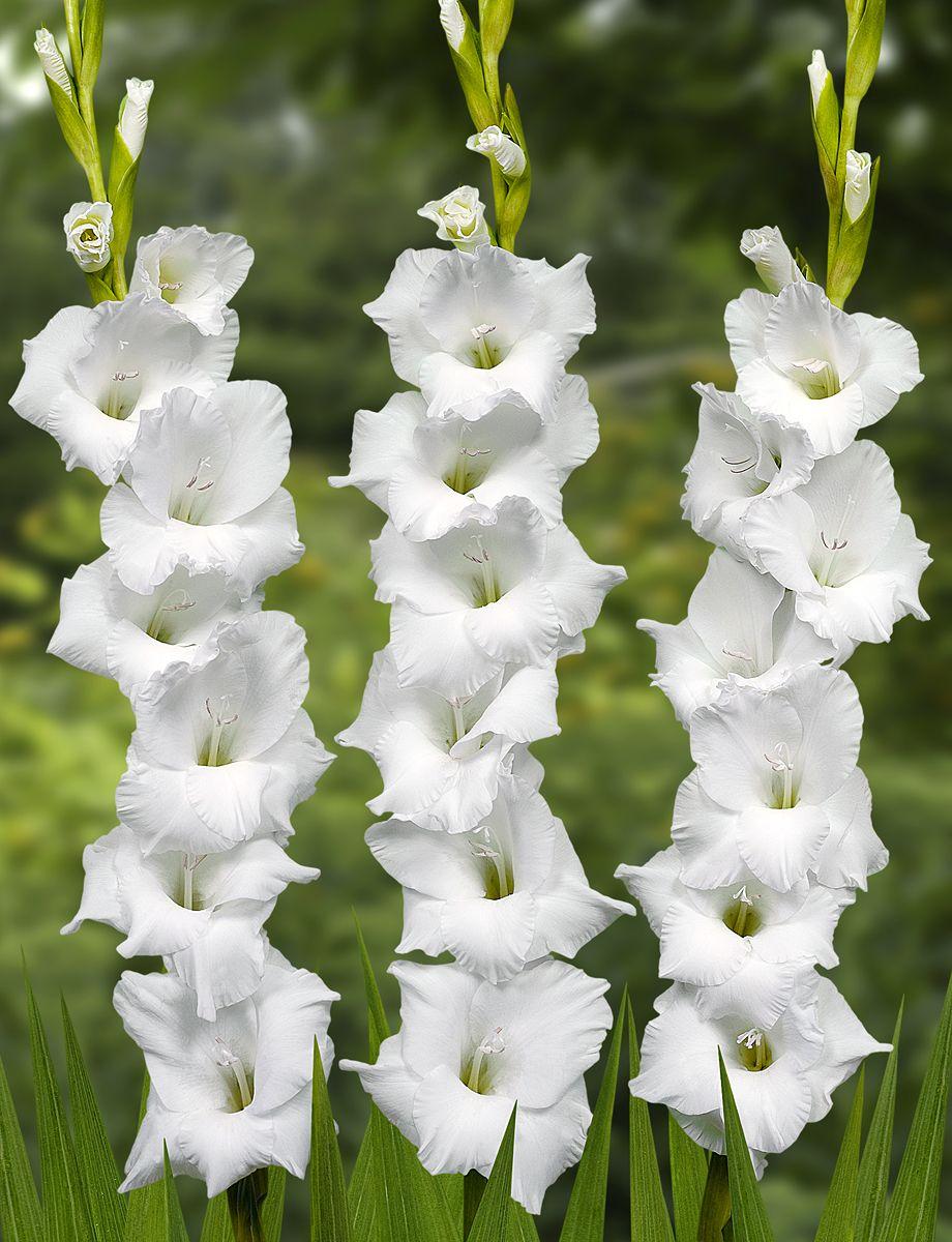 Gladiolus Nymph Wallpapers Wallpaper Cave