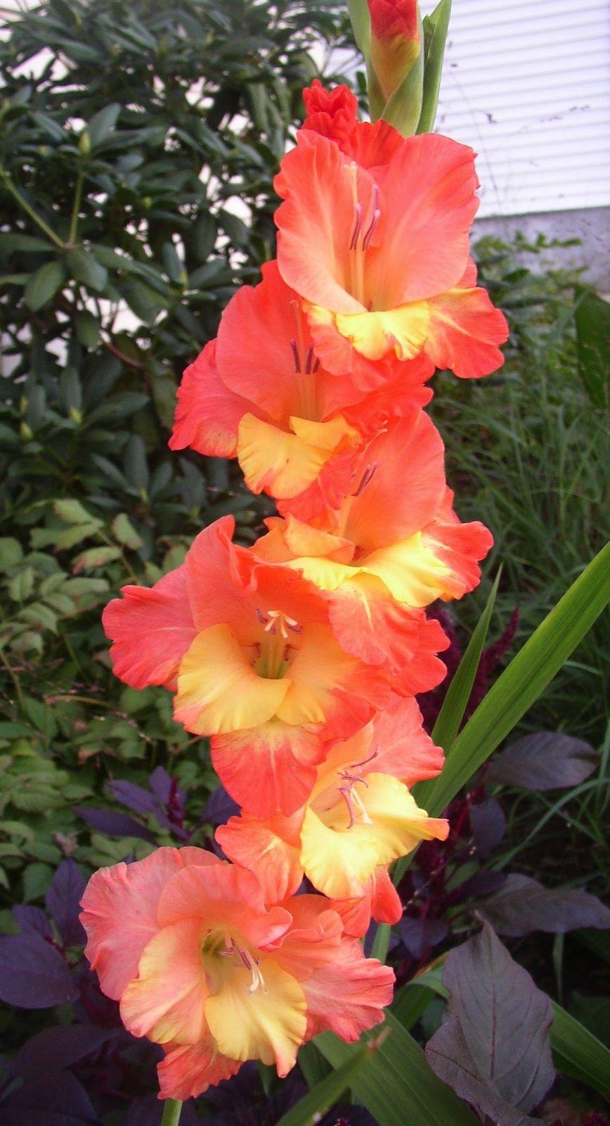 Gladiolus 'Apricot Dream' (Gladiolus). Flowers. Gladiolus flower