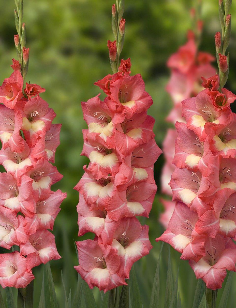 Gladiolus 'Chopin'. Digger's Flower Fave's!. Gladiolus, Gladiolus