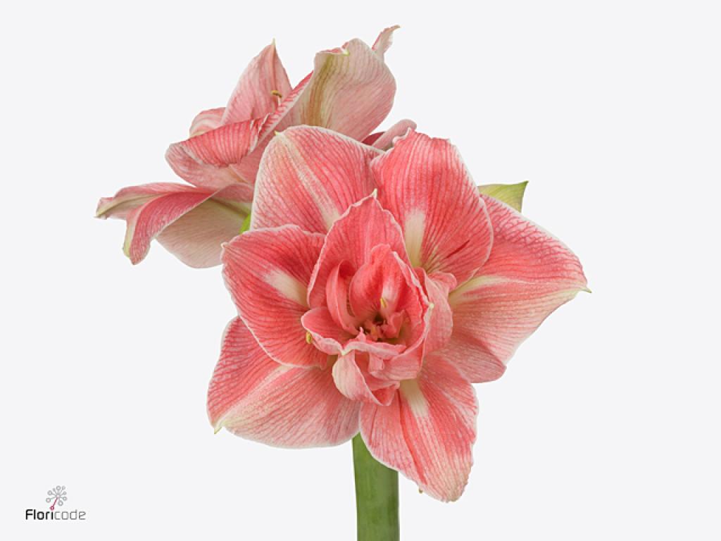 AMARYLLIS LOVELY NYMPH 12 Stems per Box 4 Blooms per Stem