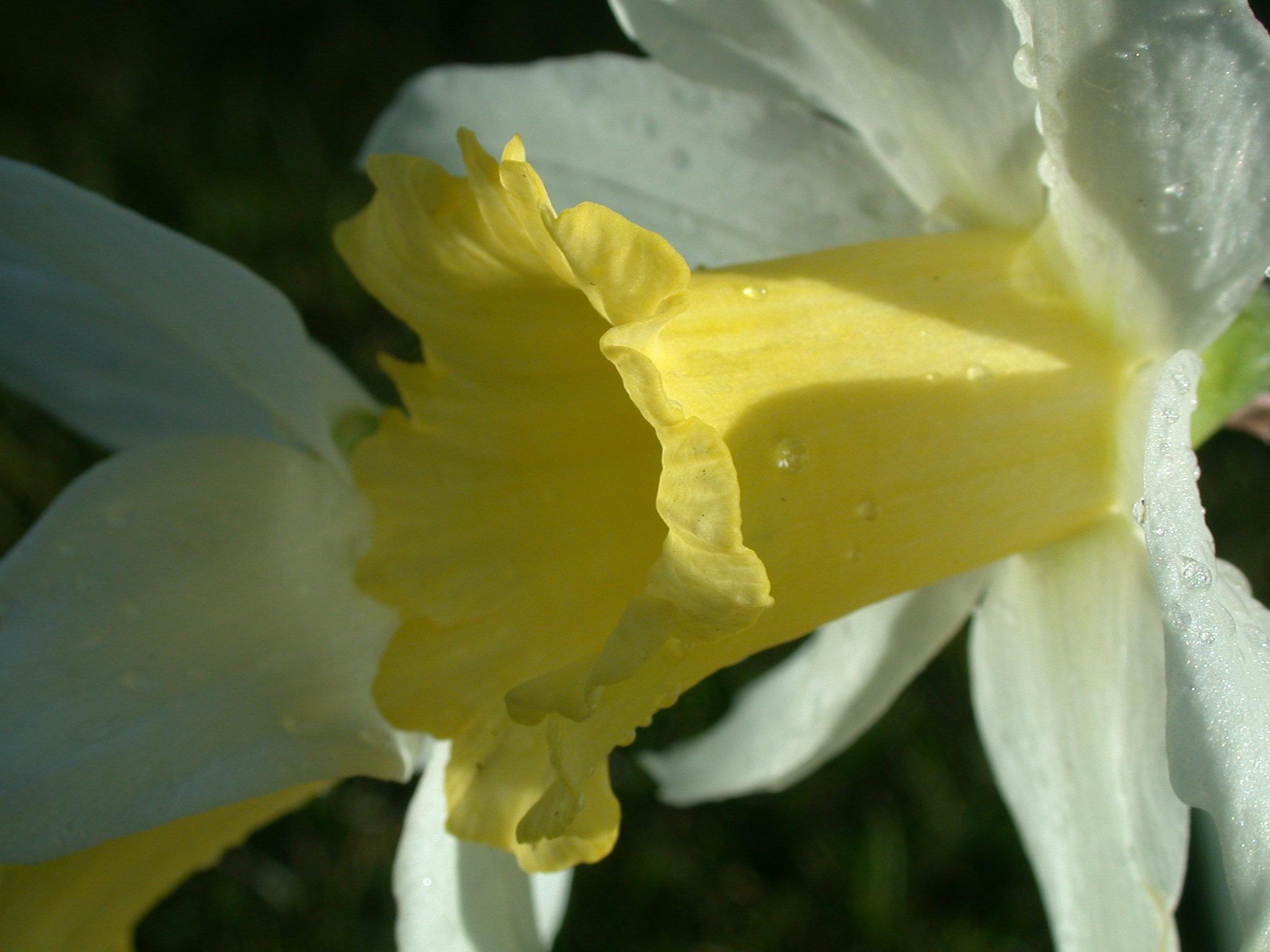 Narcissus 'Spring Dawn' 6Y Y