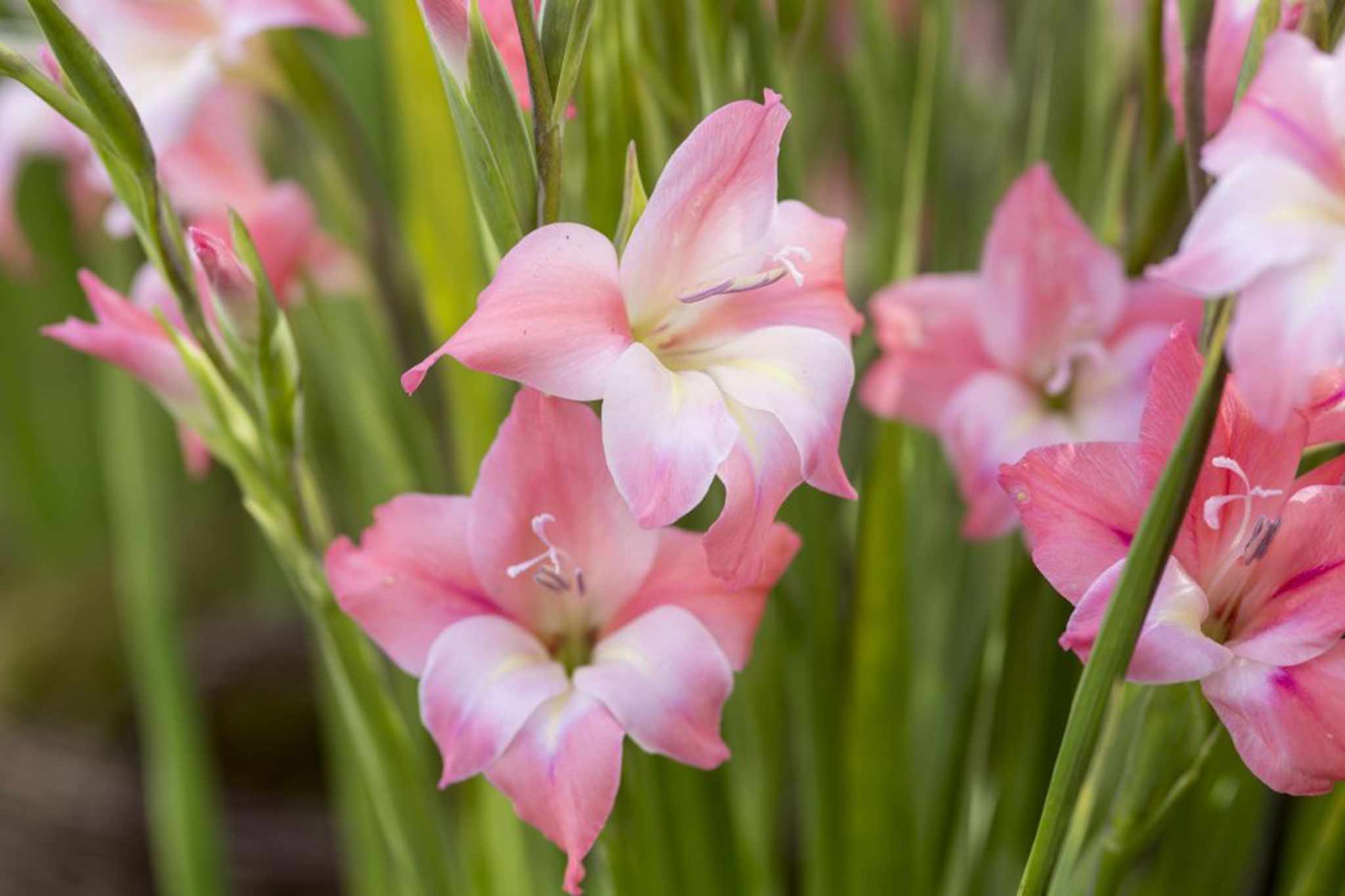 Nanus Gladiolus In Garden. Gardening: Flower and Vegetables