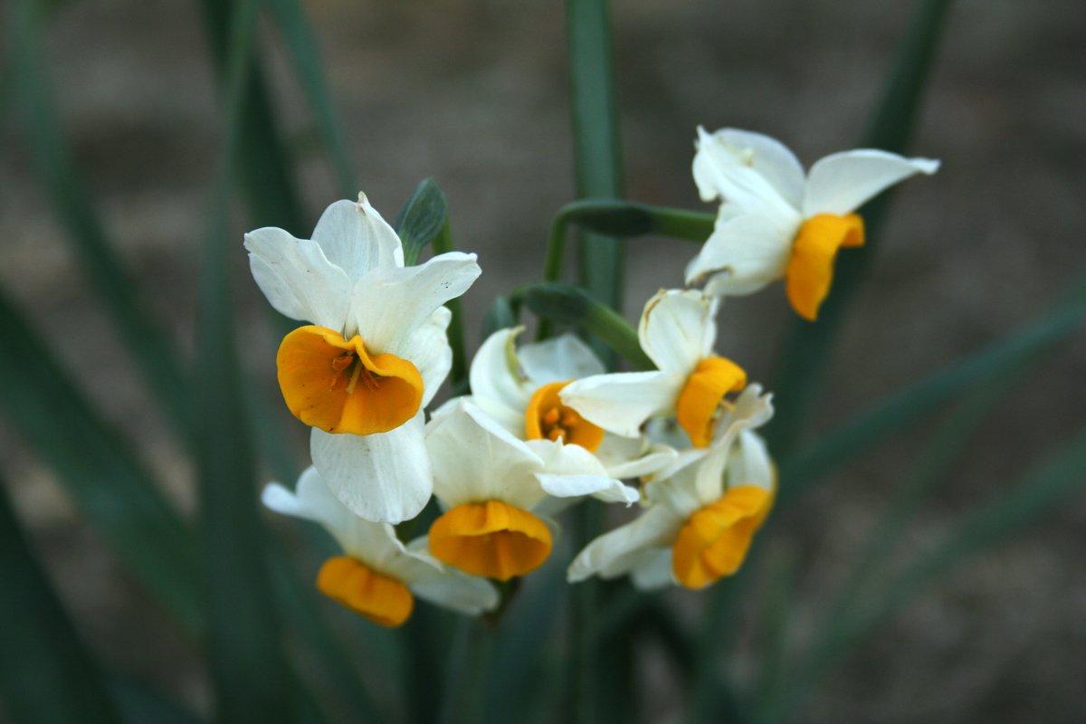 Kraft Seeds Nargis or Narcissus Flower Bulb (Pack of 6): Amazon.in