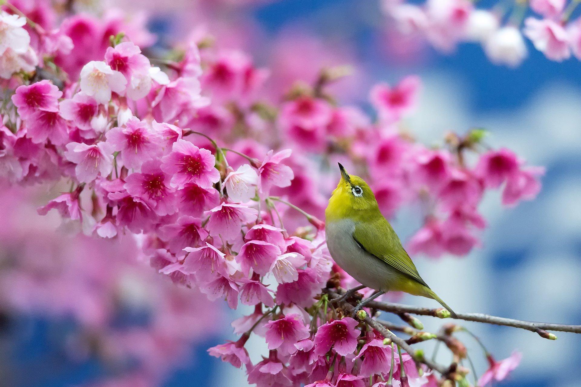 Spring cherry branch flowers beauty Japanese blossom bird flower wallpapers
