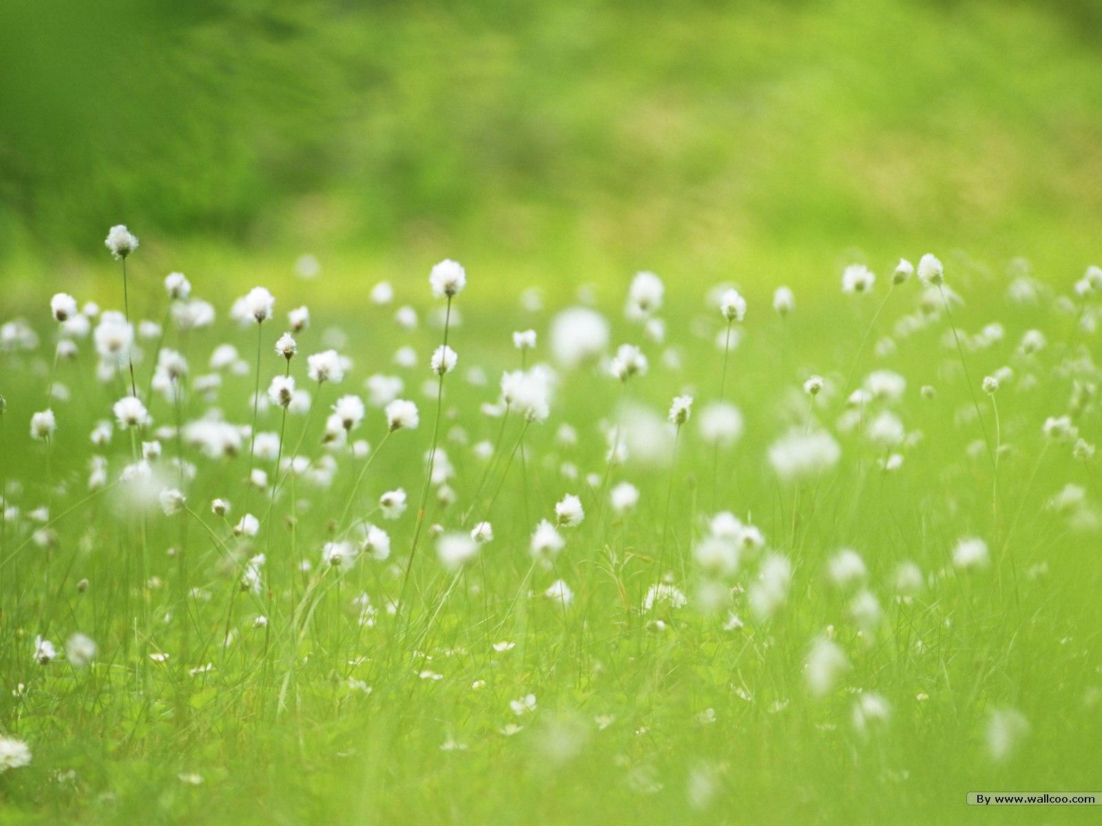 草地上的蒲公英背景图片 - 免费可商用图片 - CC0素材网