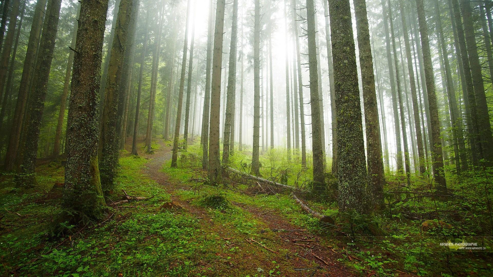 Forest, Nature, Moist, Trees, Shining, Rainyclimates Paths