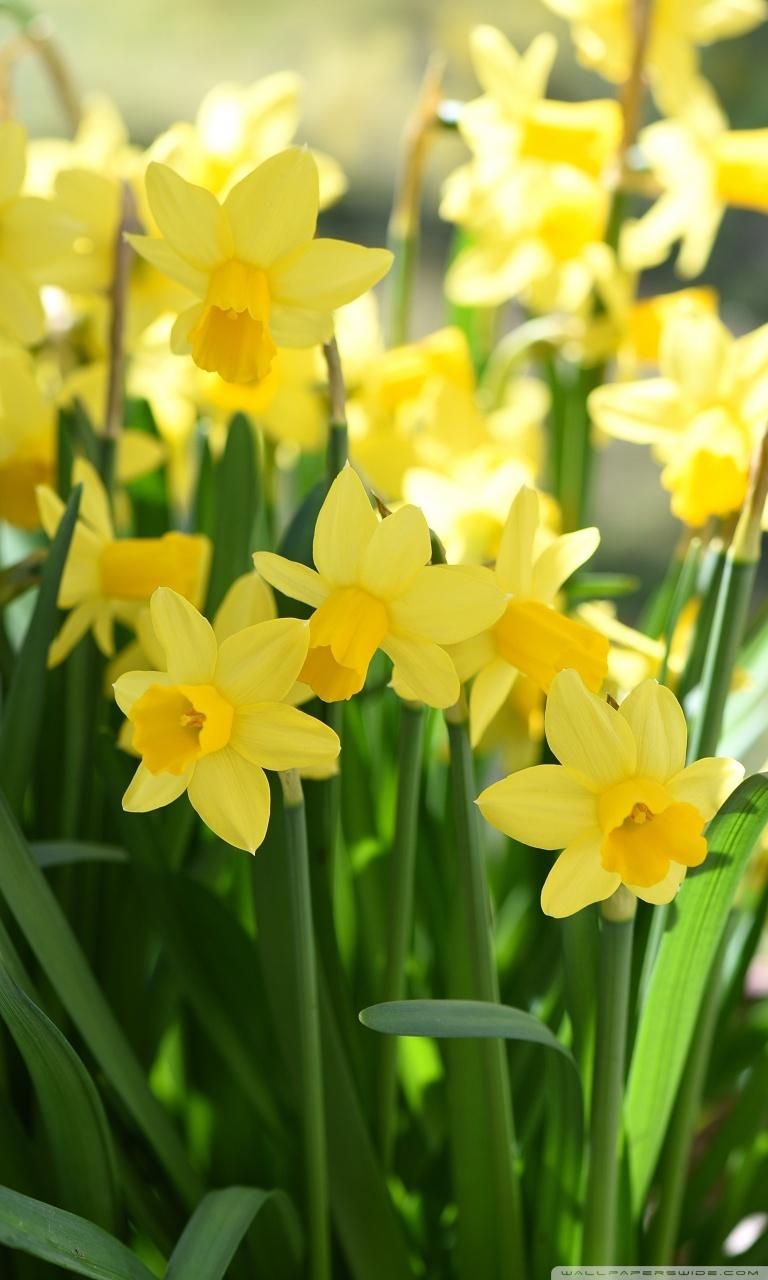 Daffodils ❤ 4K HD Desktop Wallpaper for 4K Ultra HD TV • Wide