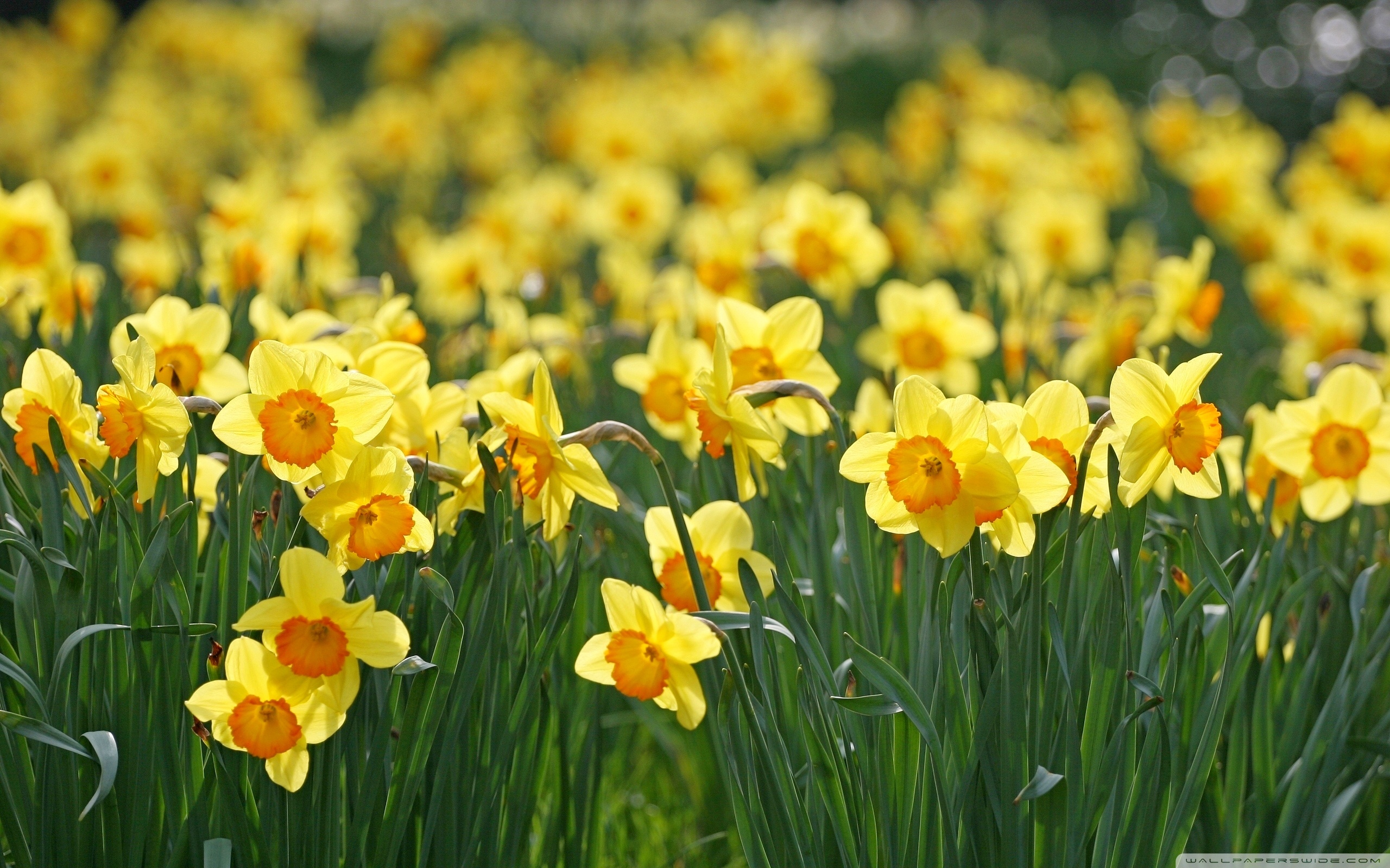 Daffodils Flowers ❤ 4K HD Desktop Wallpaper for 4K Ultra HD TV