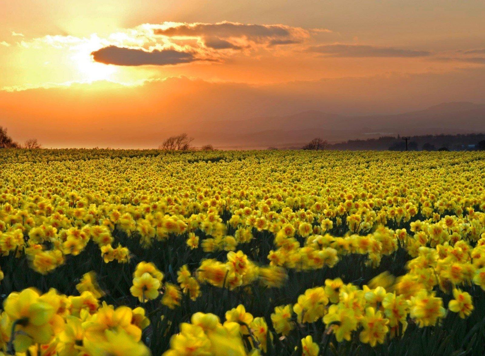Daffodil HD Wallpaper and Background Image