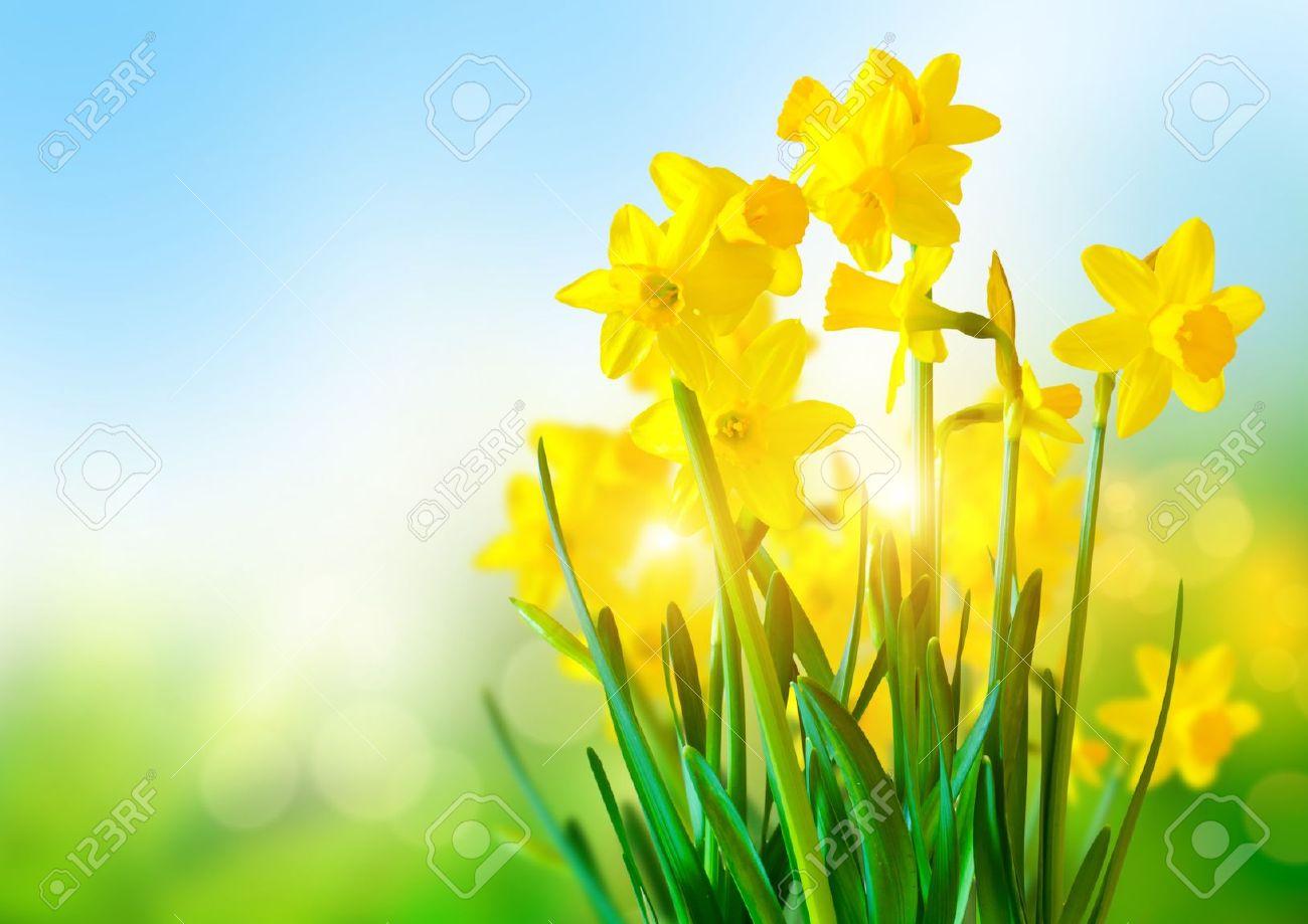 Daffodils Wallpaper Image