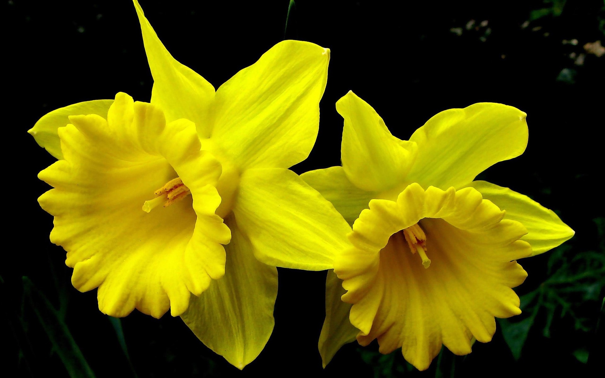 Yellow Daffodils HD Wallpaper