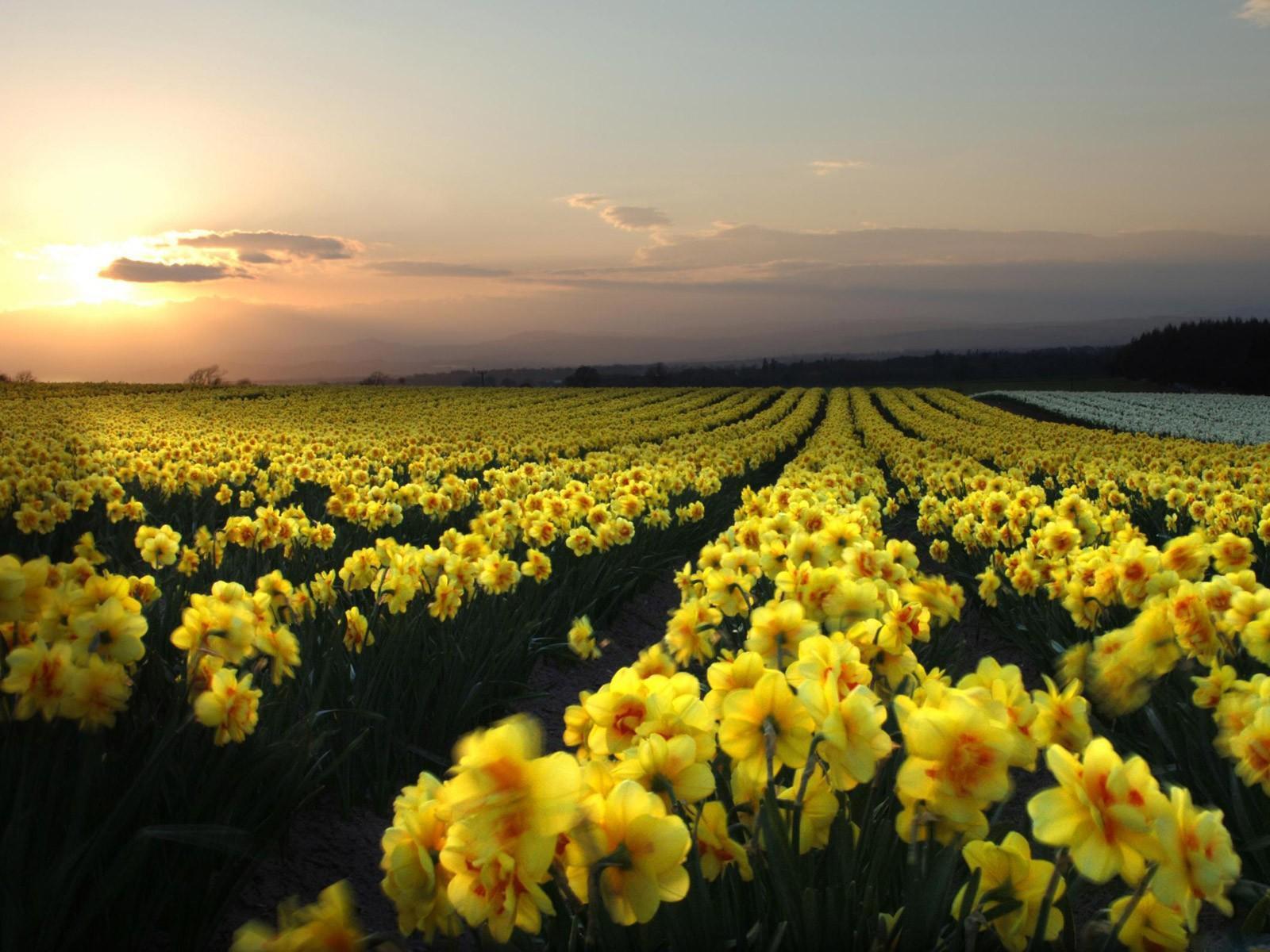 Field of Daffodils Wallpaper