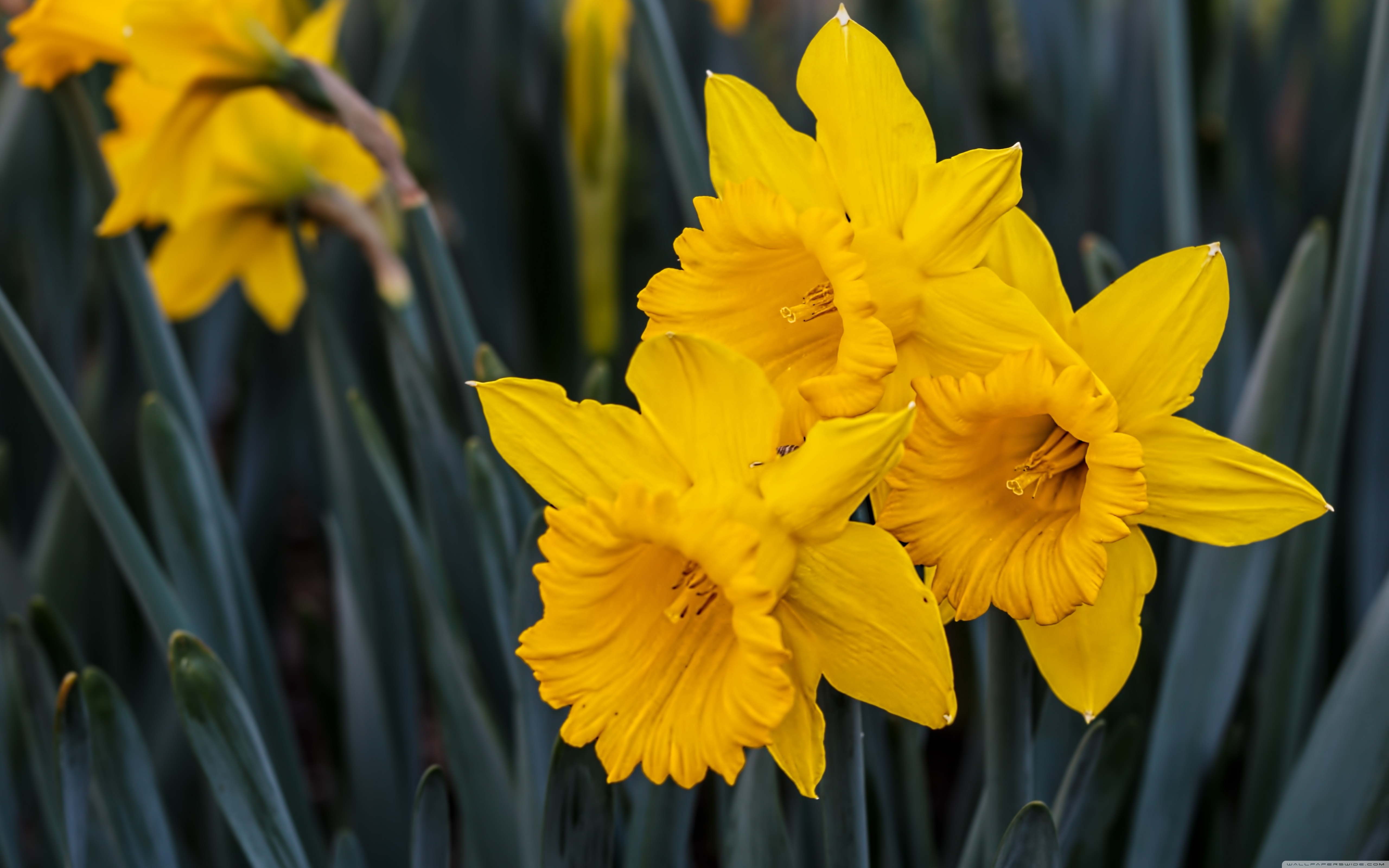 Beautiful Daffodils Ultra HD Desktop Background Wallpaper for 4K UHD TV, Multi Display, Dual Monitor, Tablet