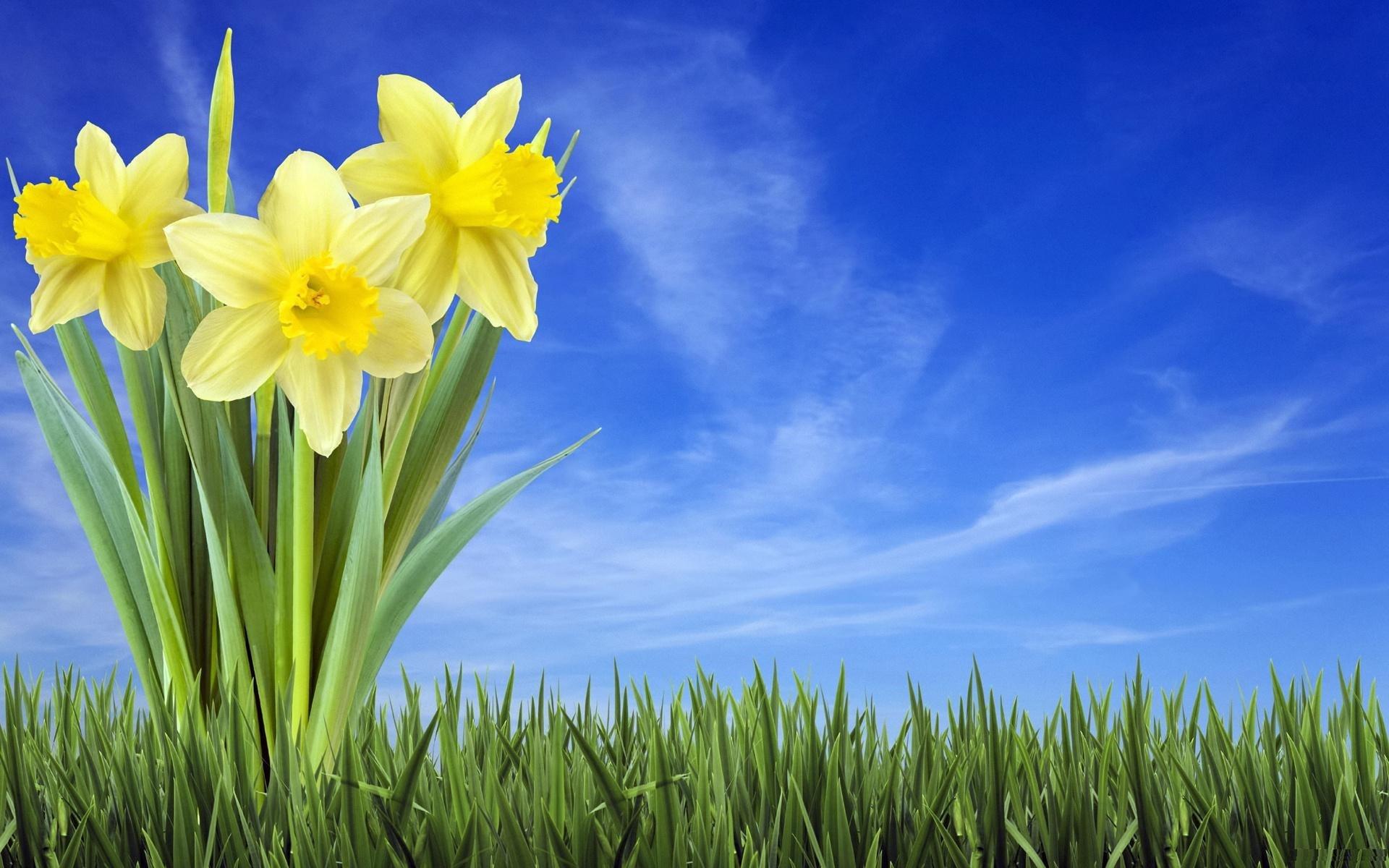 Daffodils, In, Grass, Fall, Photo, For, Desktop, Background