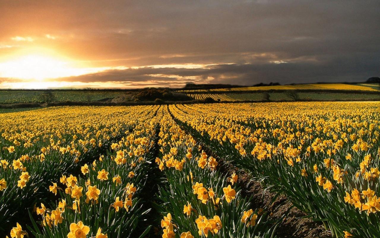 Field Of Daffodils wallpaper. Field Of Daffodils