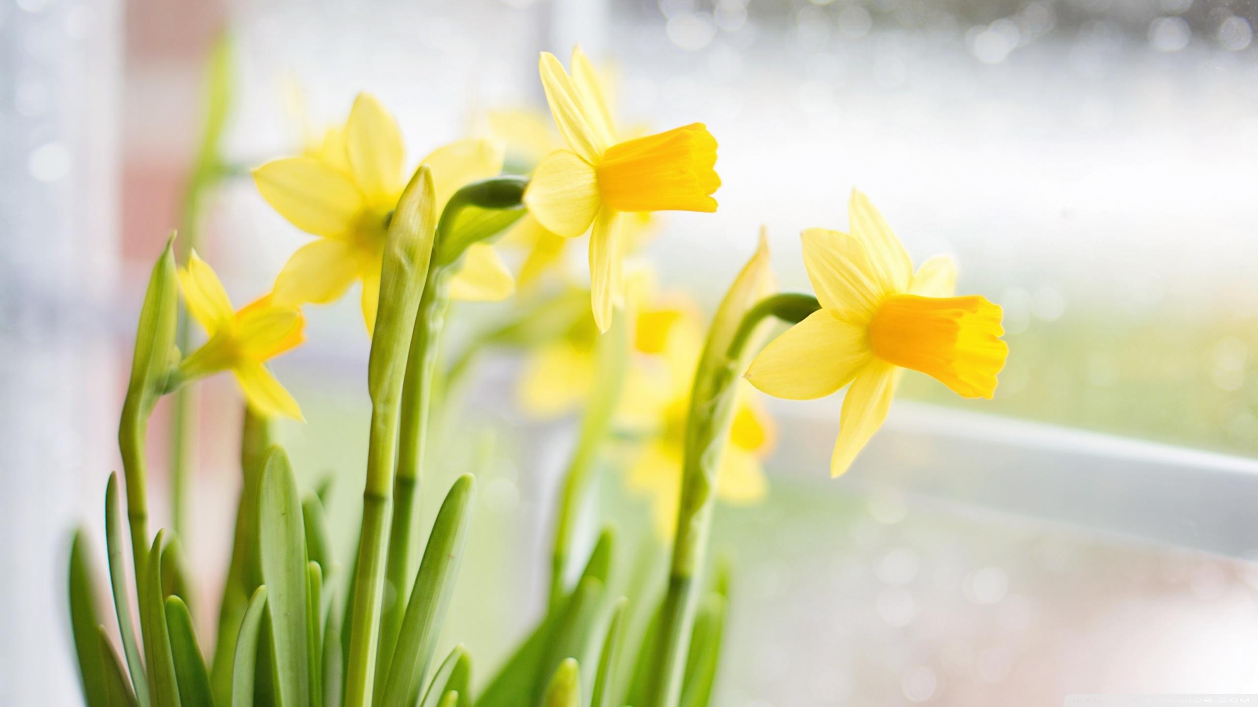 Yellow Daffodils Flowers near Window ❤ 4K HD Desktop Wallpaper