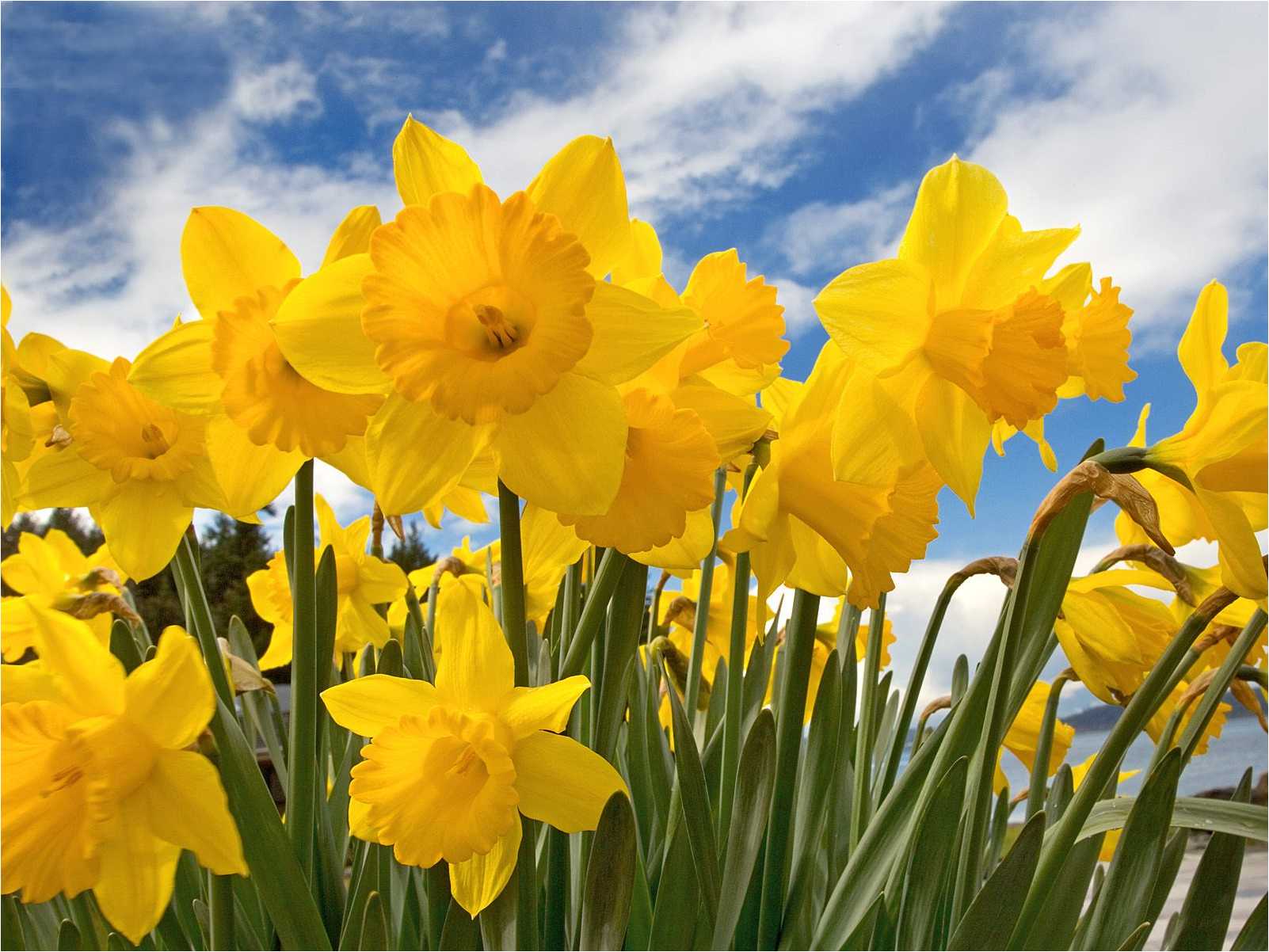 Nature Spring Wallpaper with Yellow Daffodils Flowers Stock Image  Image  of blogging nature 112619755