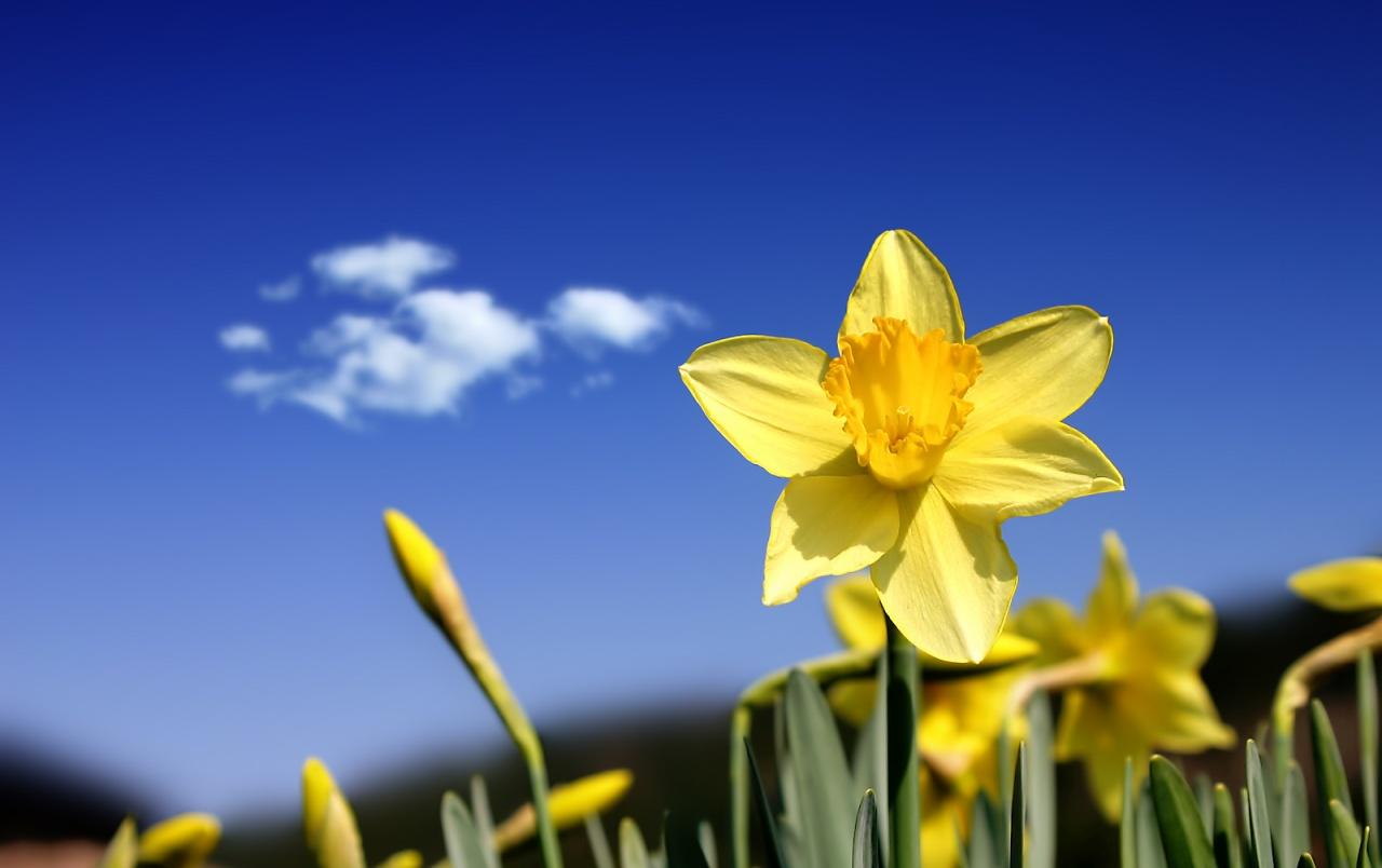 Beautiful daffodils wallpaper. Beautiful daffodils