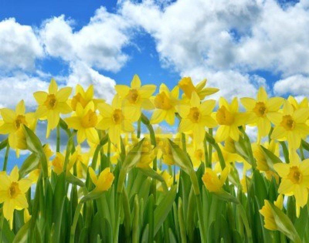 Fresh flowers daffodils desktop Wallpaper, free