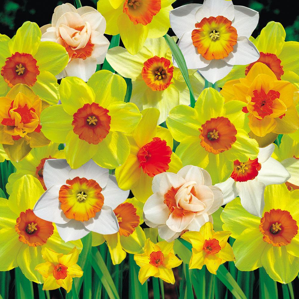 Daffodils Wallpaper KFS54