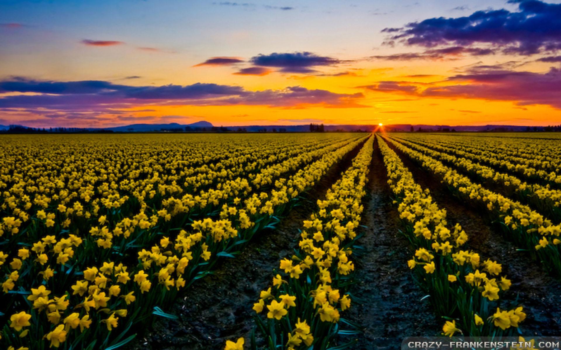 field of daffodils wallpaper