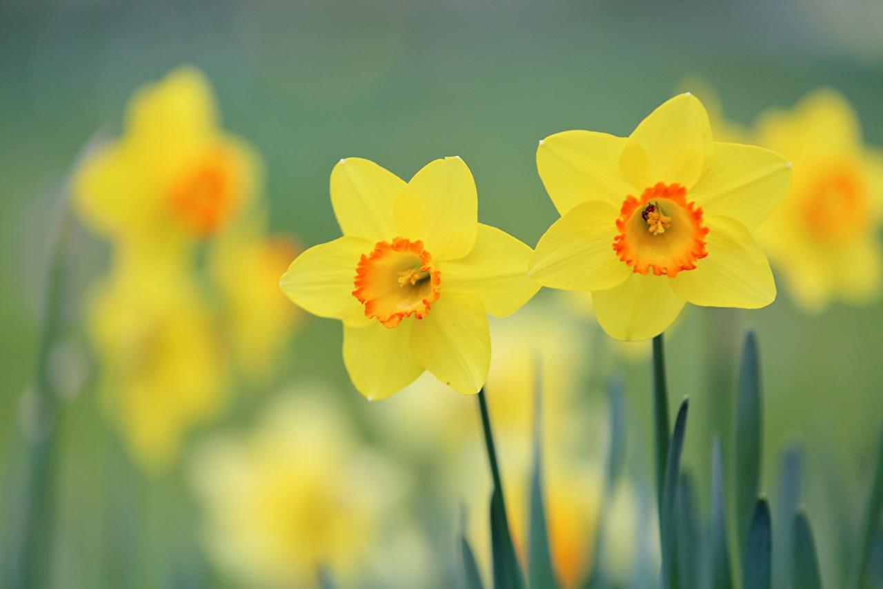 Wallpaper Yellow Flowers Narcissus