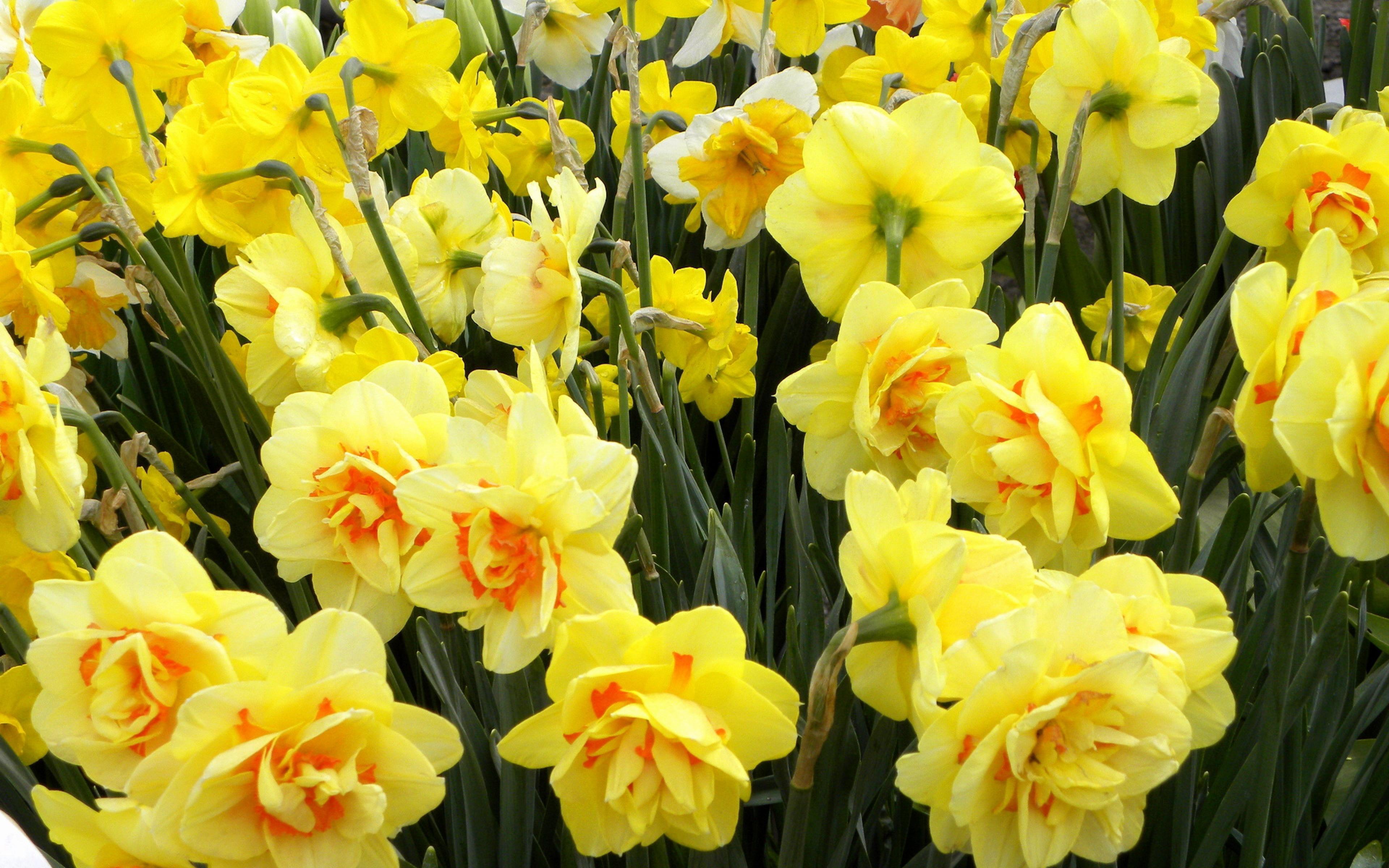 Daffodils High Quality Wallpaper, FHDQ Desktop Background
