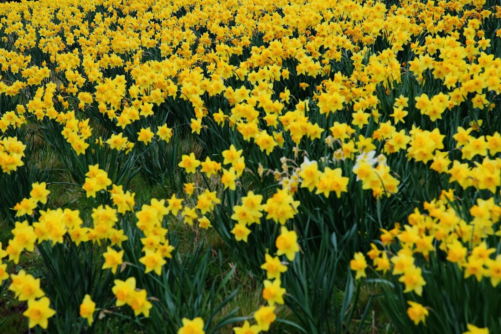 HD Yellow Daffodils Wallpaper