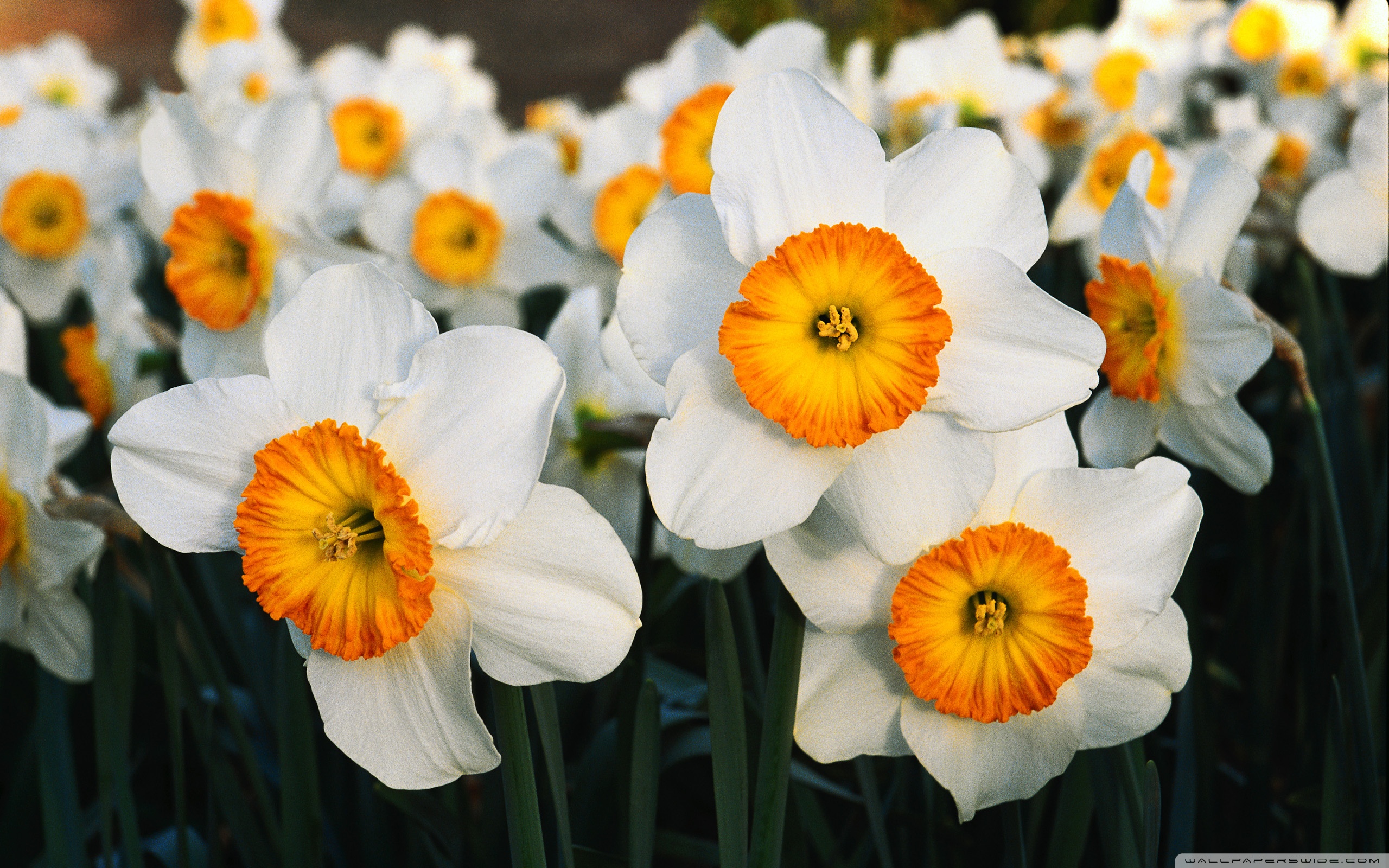 White Daffodils ❤ 4K HD Desktop Wallpaper for 4K Ultra HD TV