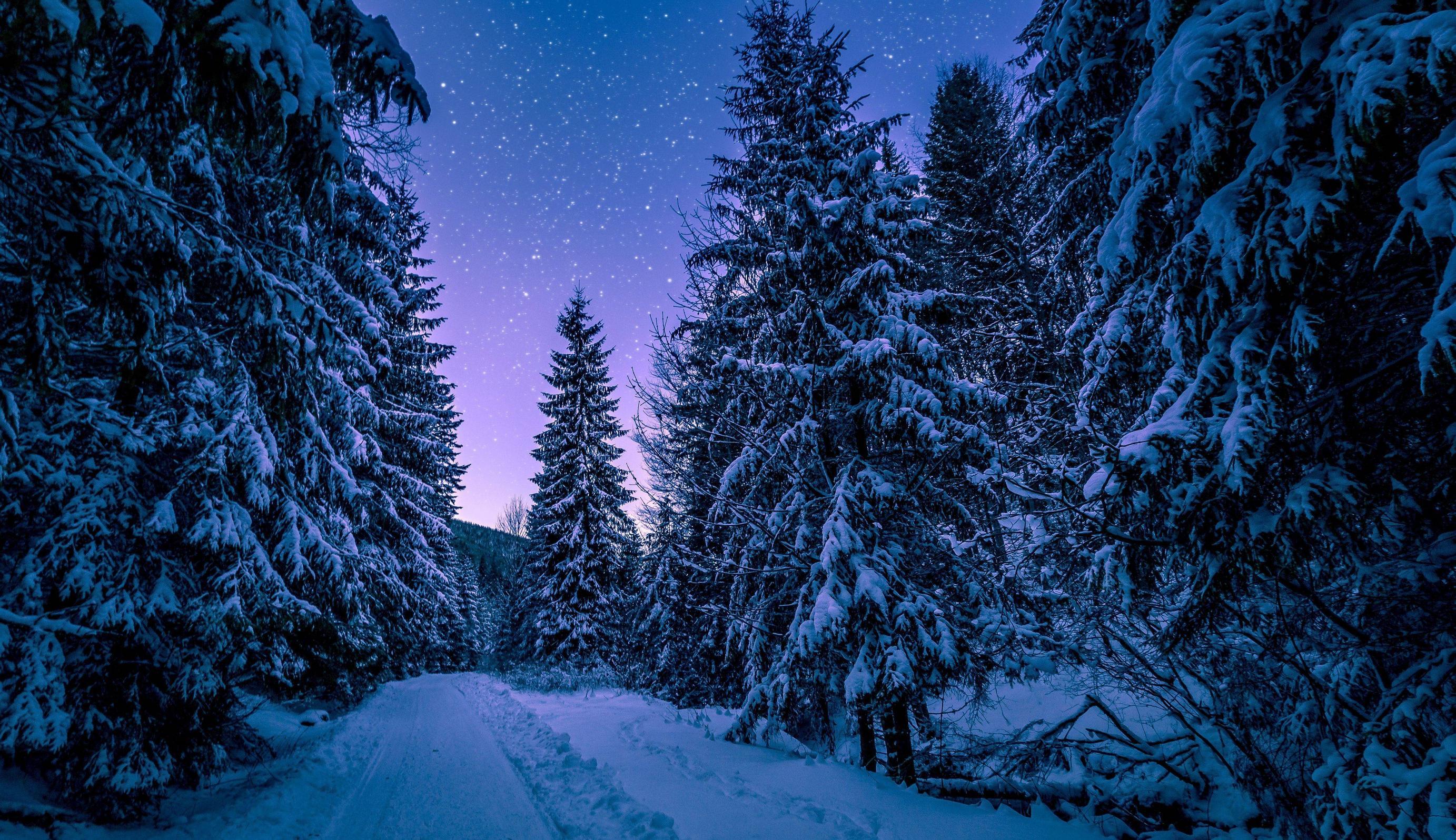 Night Forest Wallpaper HD Download Free