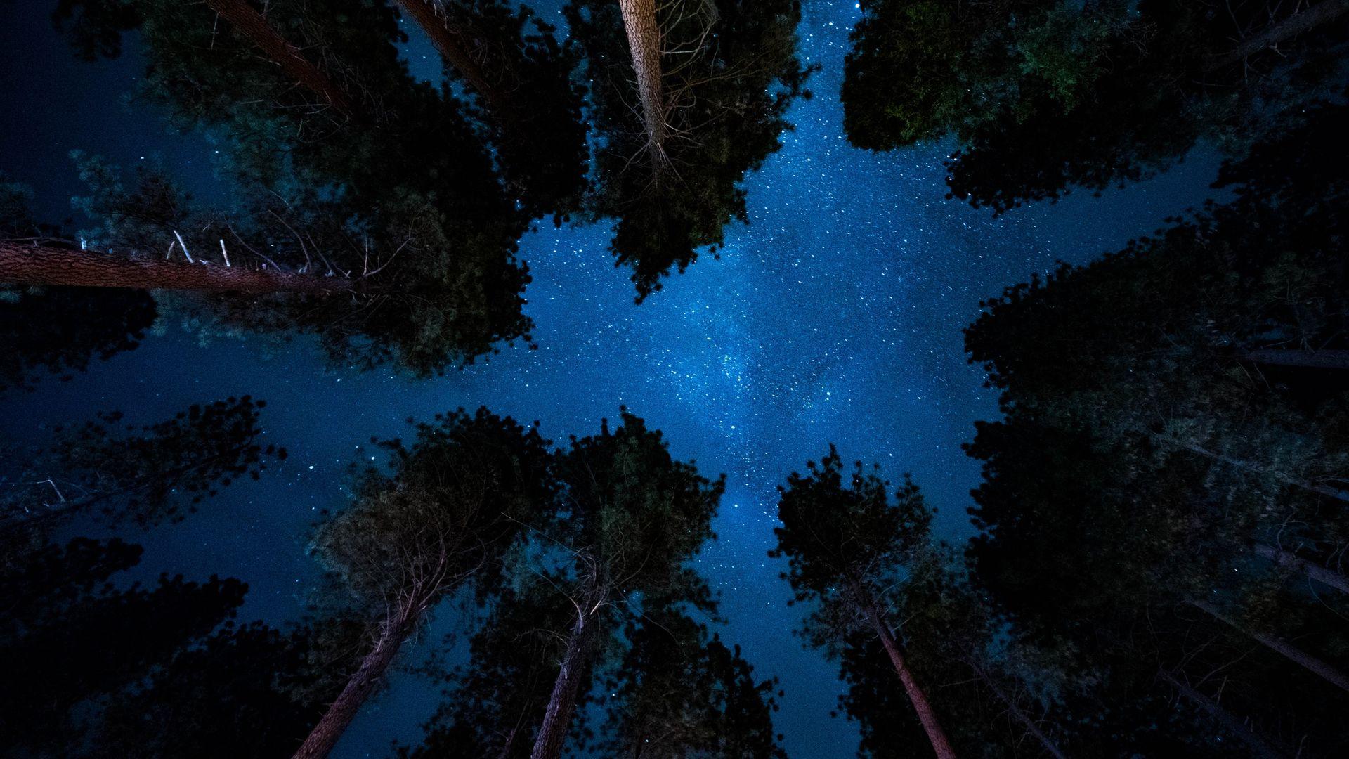 Night View from Forest Wallpaper