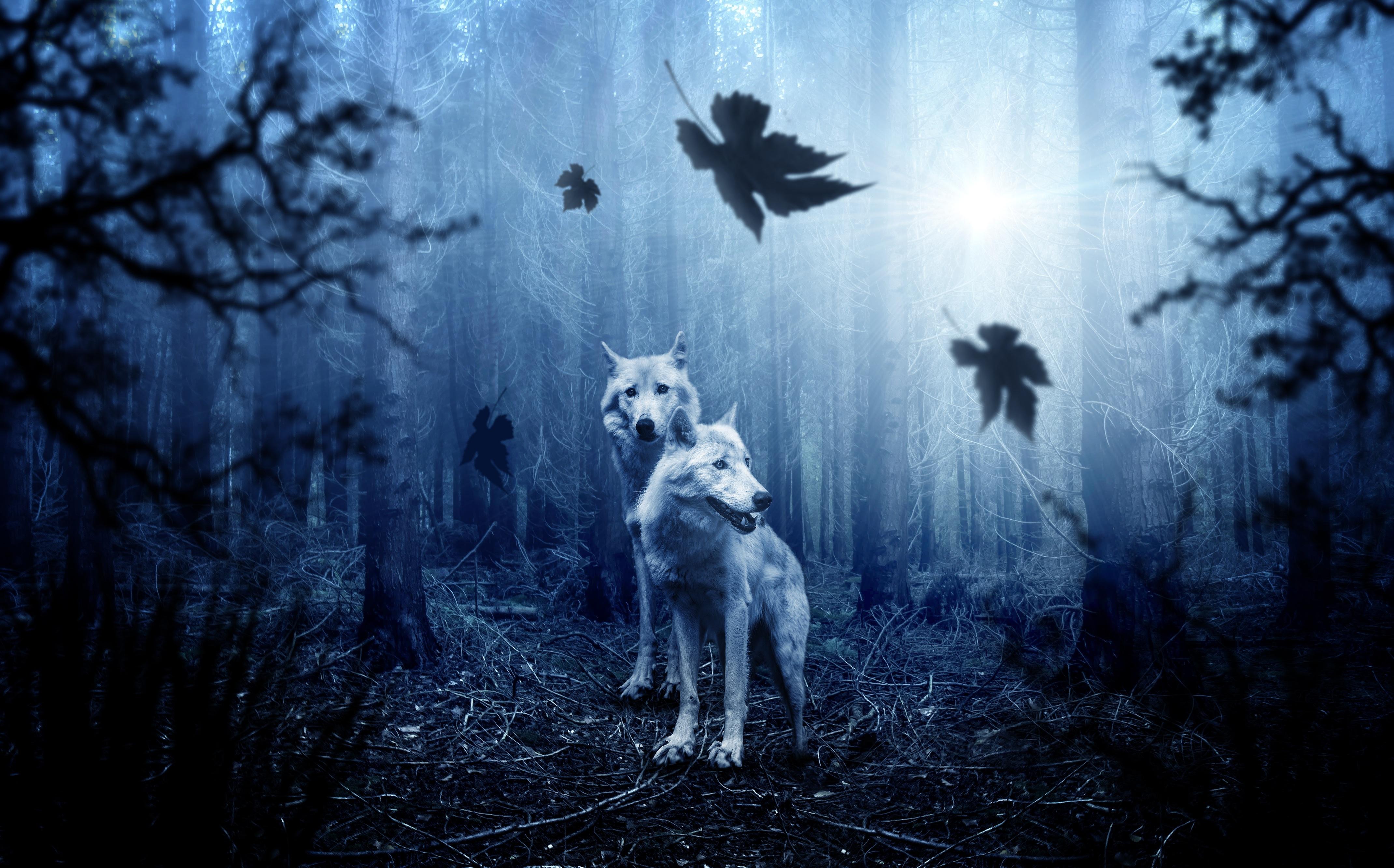 Wallpaper Wolves, Forest, Night, HD, 4K, Animals