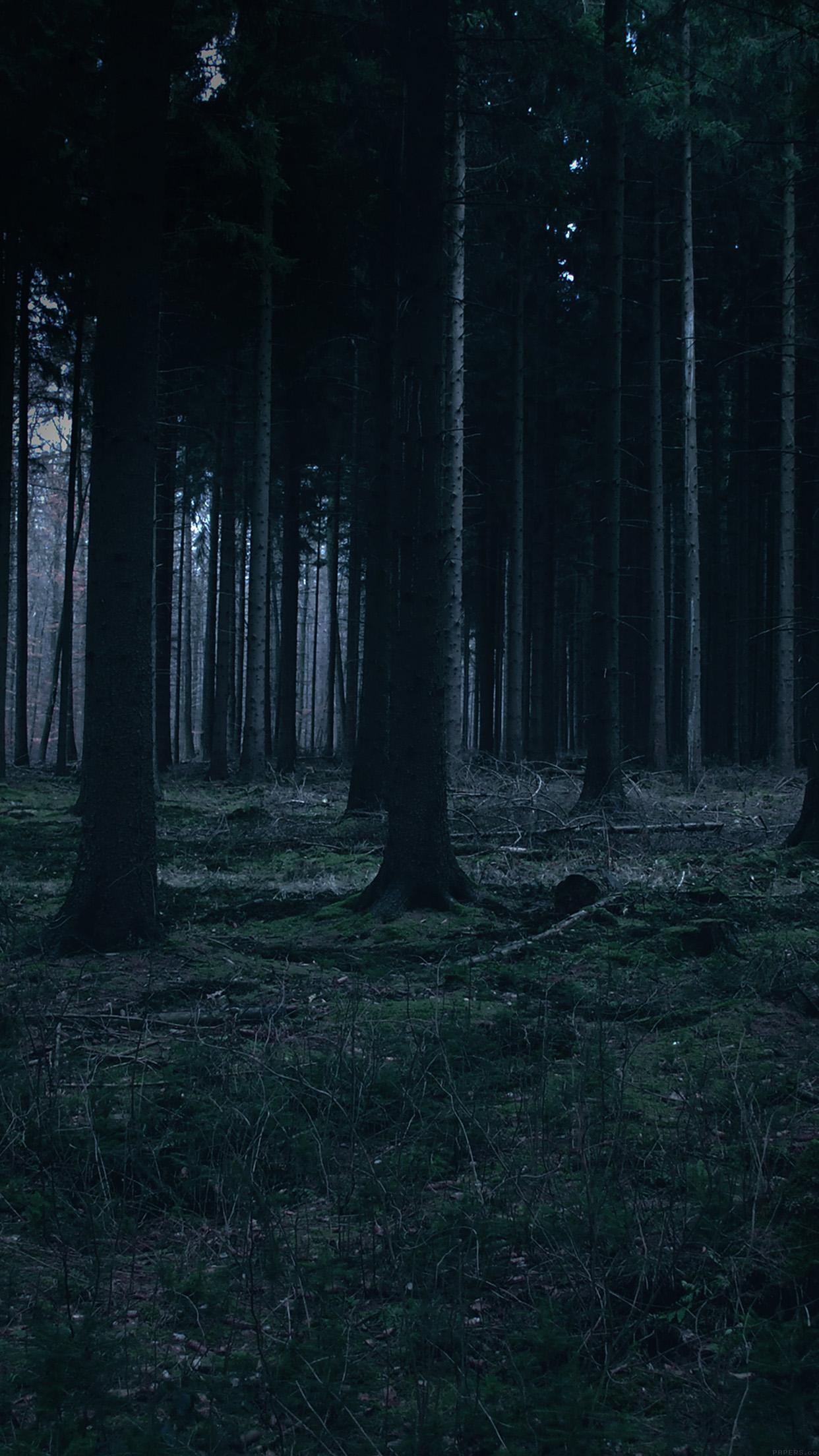 Forest Dark Night Trees Nature Android wallpaper