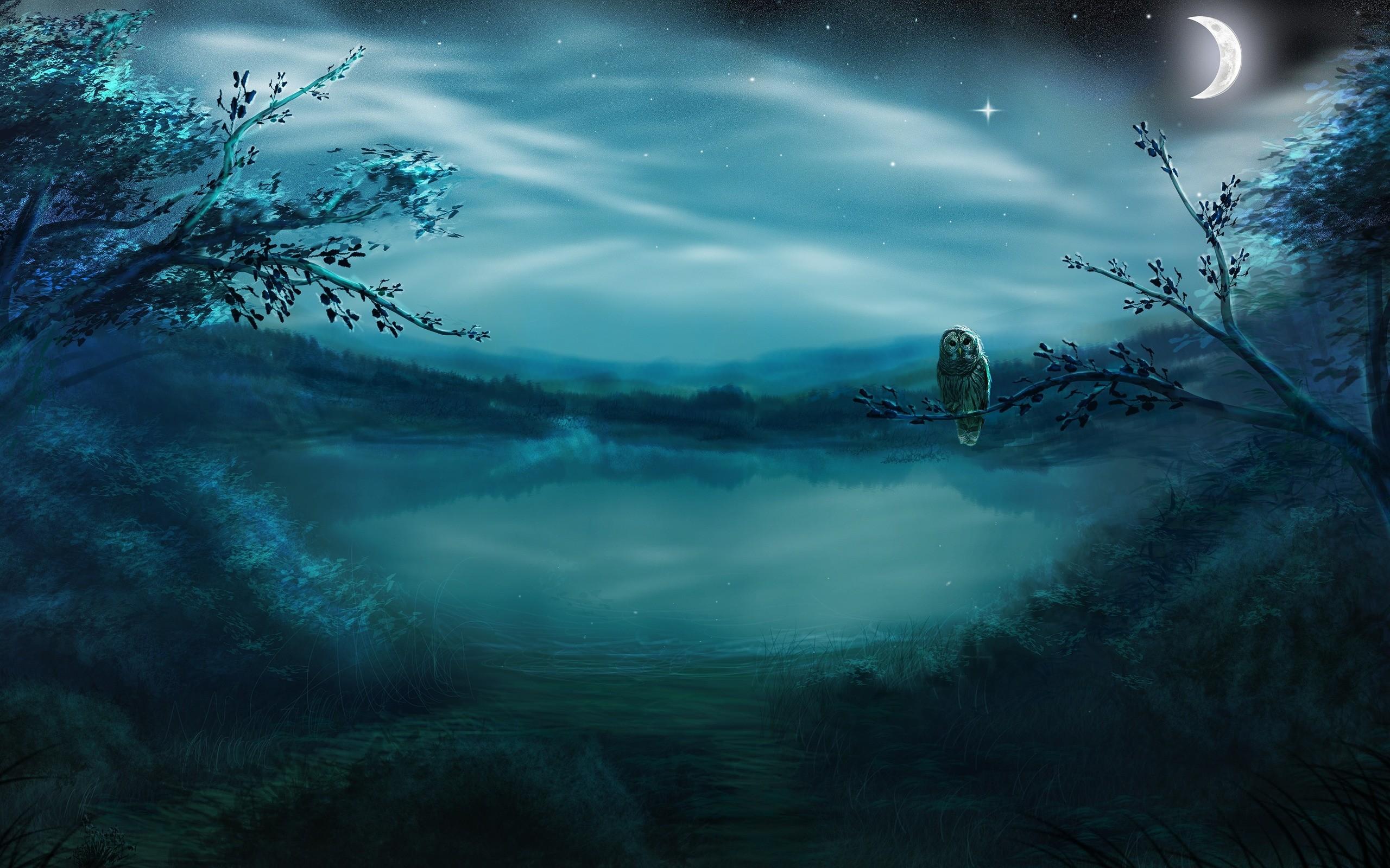 night, forest, birds, Moon, owls, lakes wallpaper