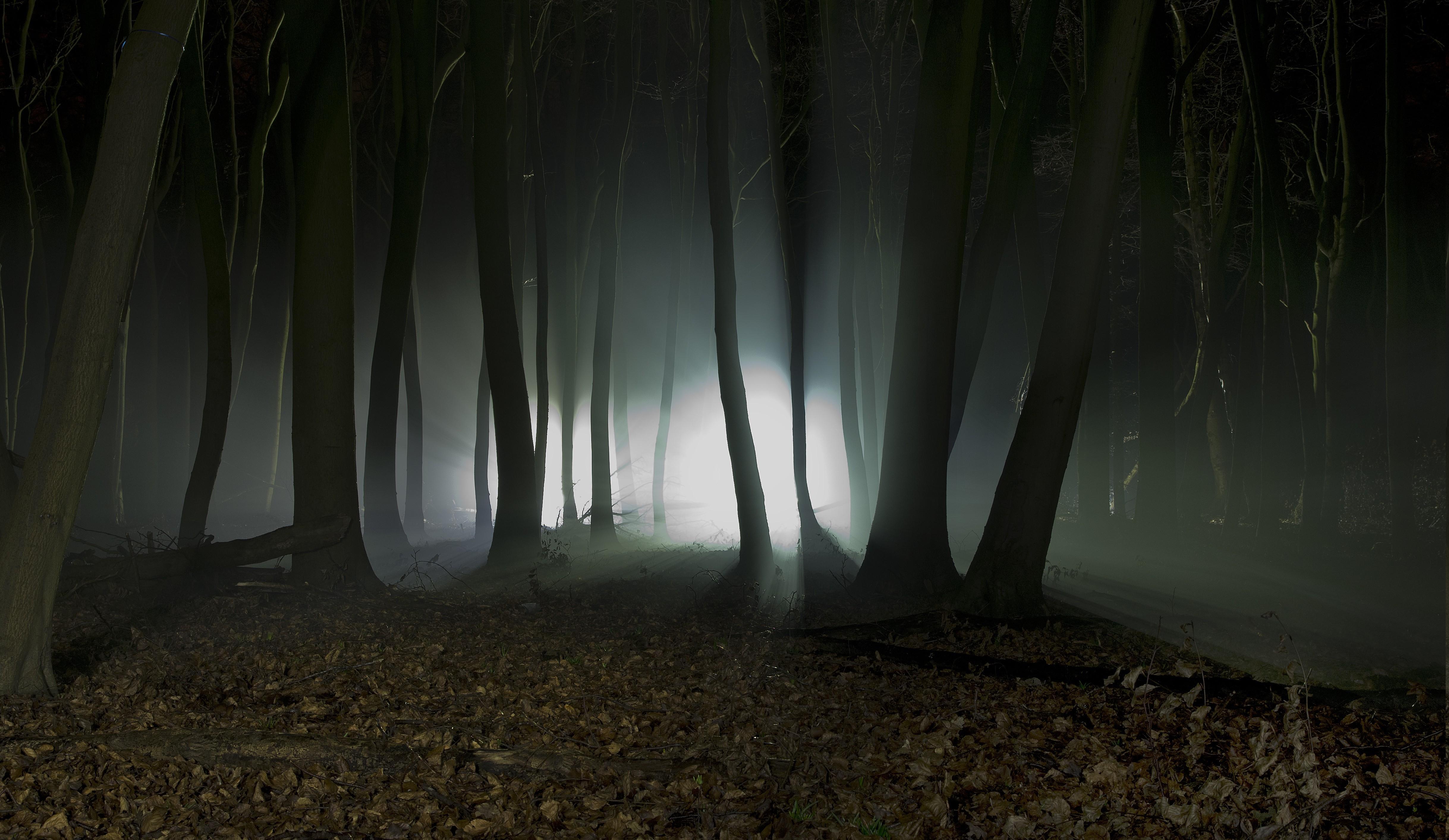 Night In Forest Wallpapers - Wallpaper Cave