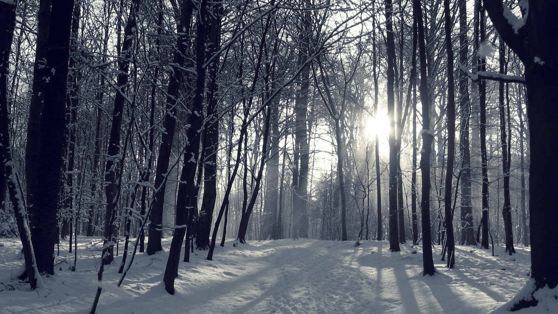 Winter Forest Night Wallpaper Image Outdoors Wallpaper 1080p
