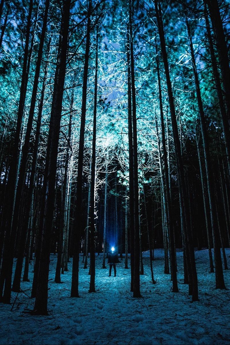 Night Forest Wallpaper