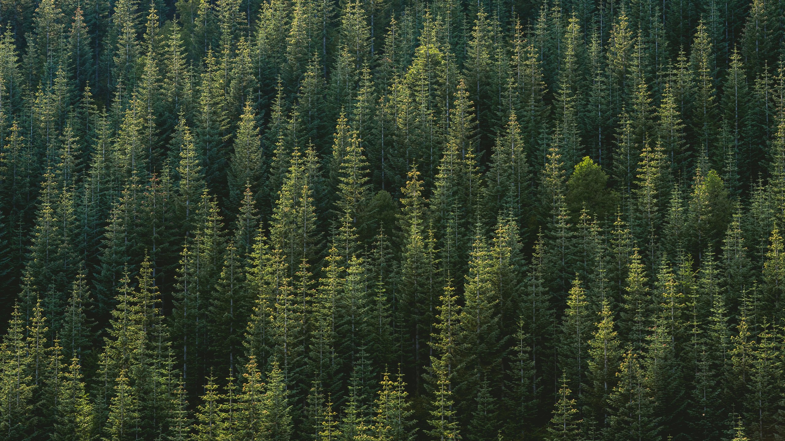 Forest Trees Wallpaperx1440