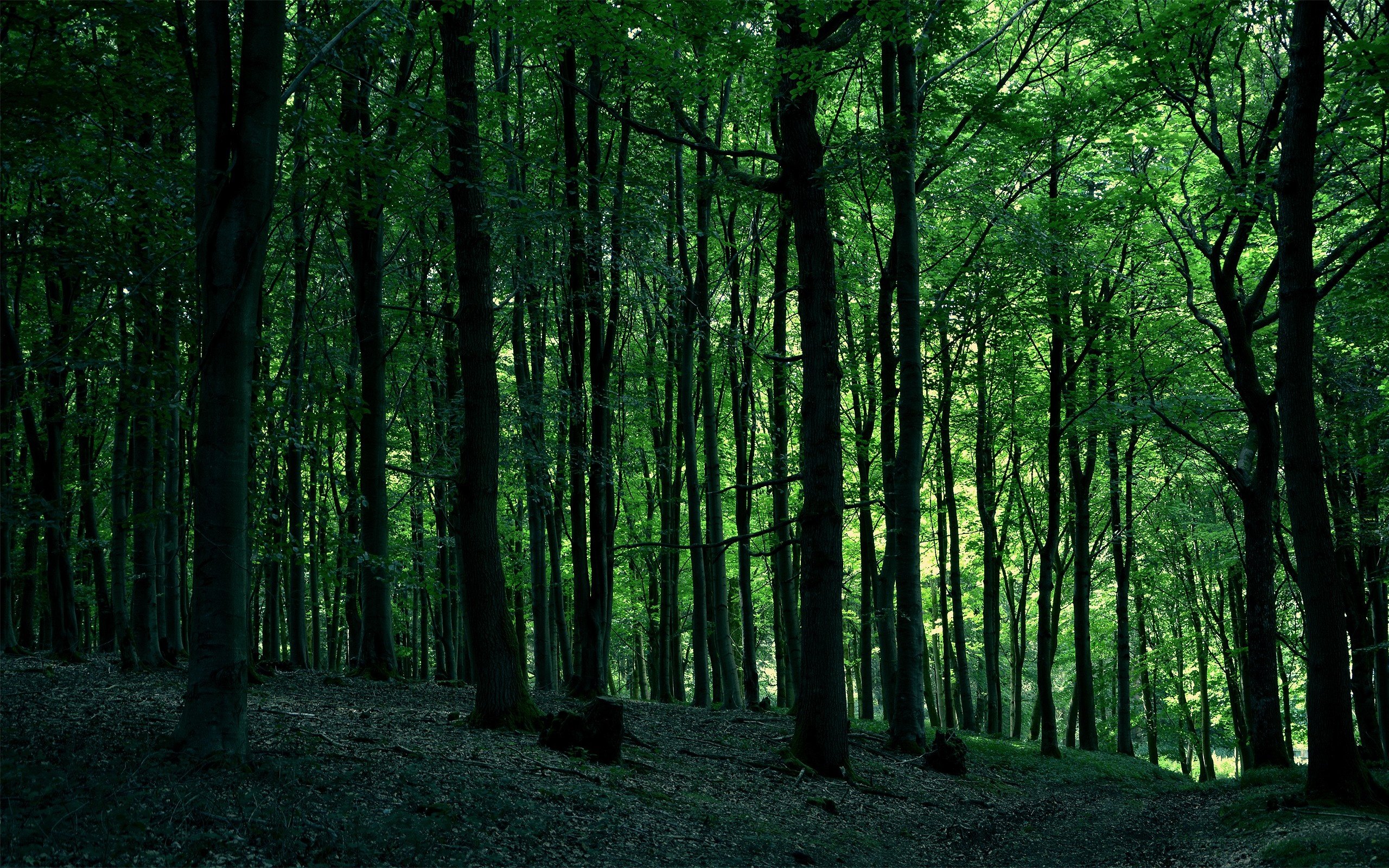 Forest trees nature wallpaperx1600