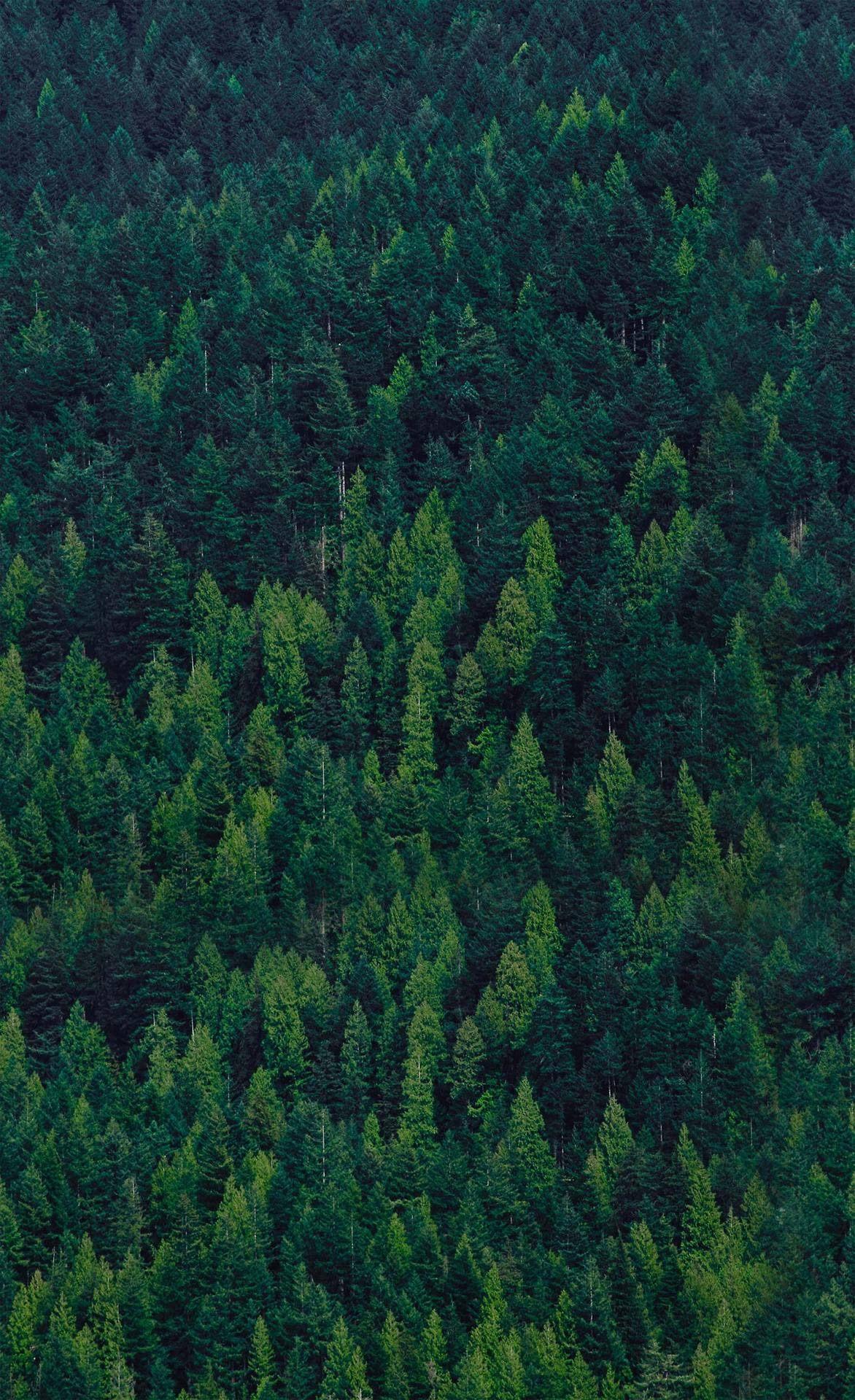 Clear Mostly Phone Specific Wallpaper. Tree wallpaper