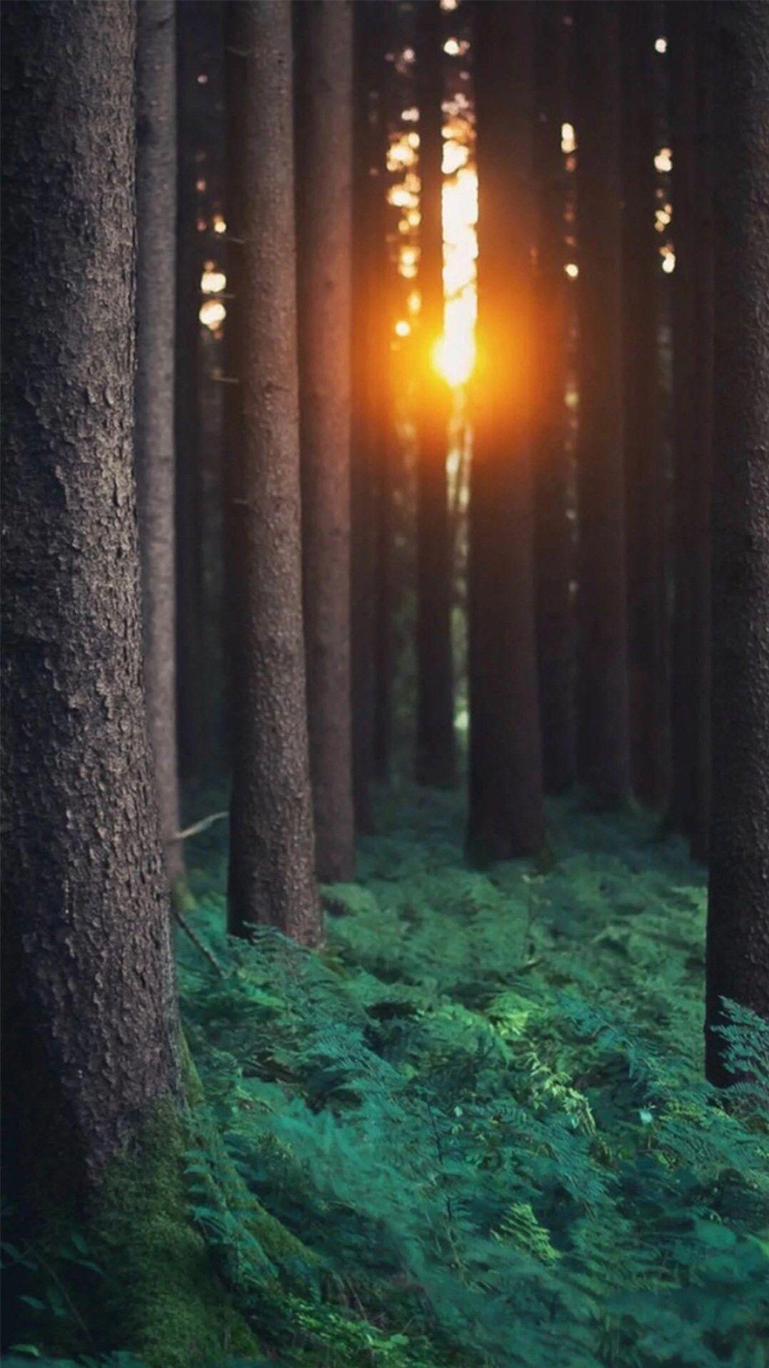 Morning Sunlight Through Forest Trees #iPhone #wallpaper. iPhone