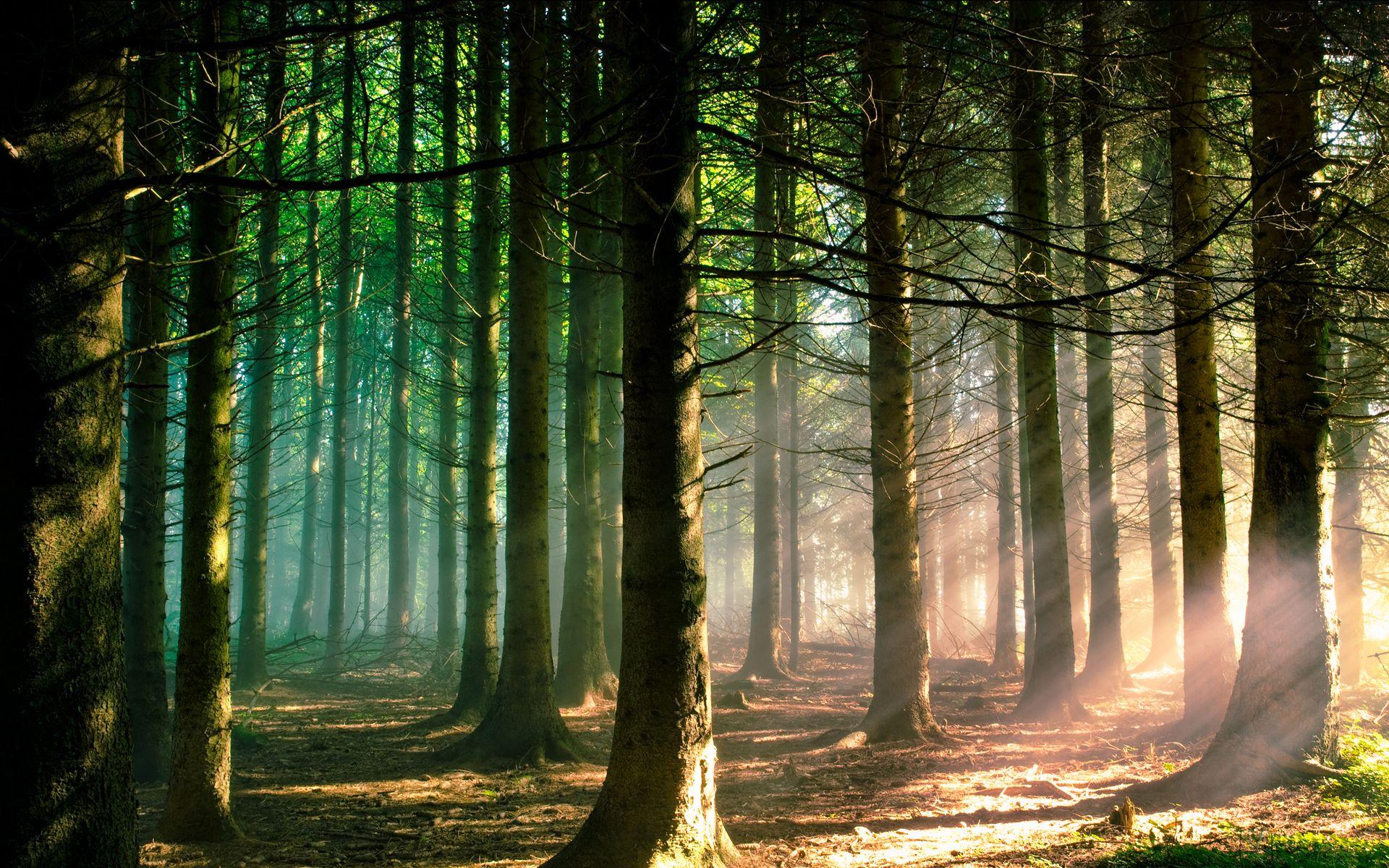 Download Wallpaper forest tree pine sun morning light morn The suns