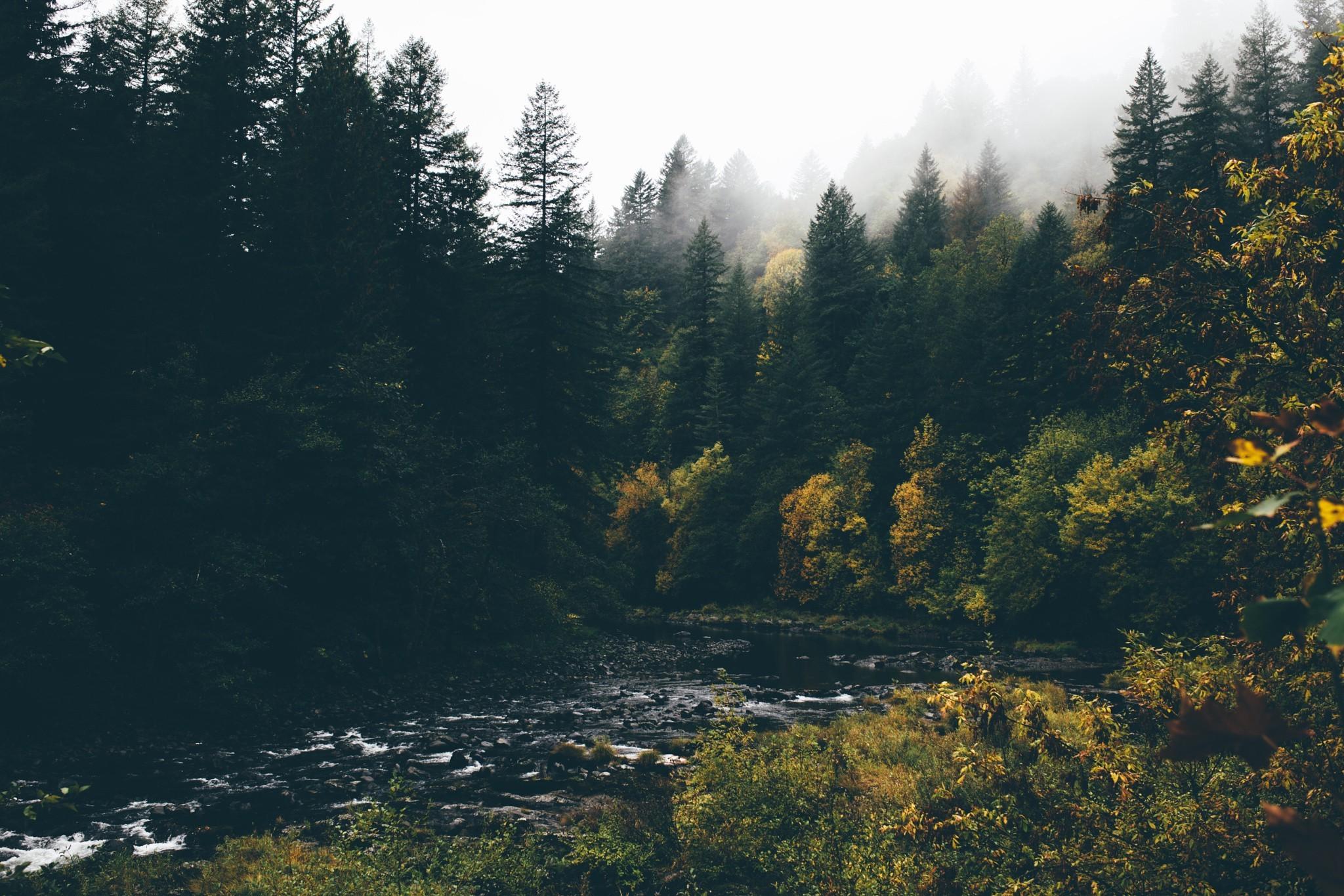 landscape, River, Forest, Trees Wallpaper HD / Desktop and Mobile