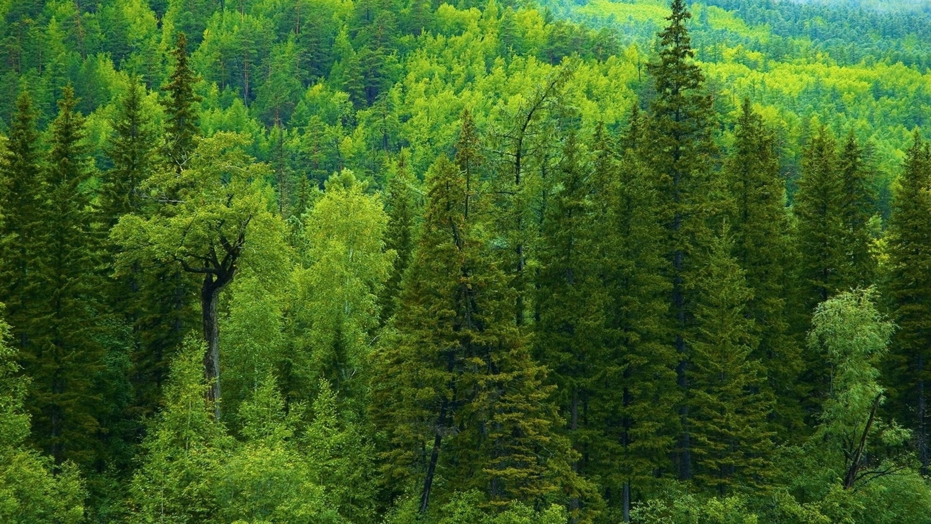 Free download season siberia tree trees forest green landscapes