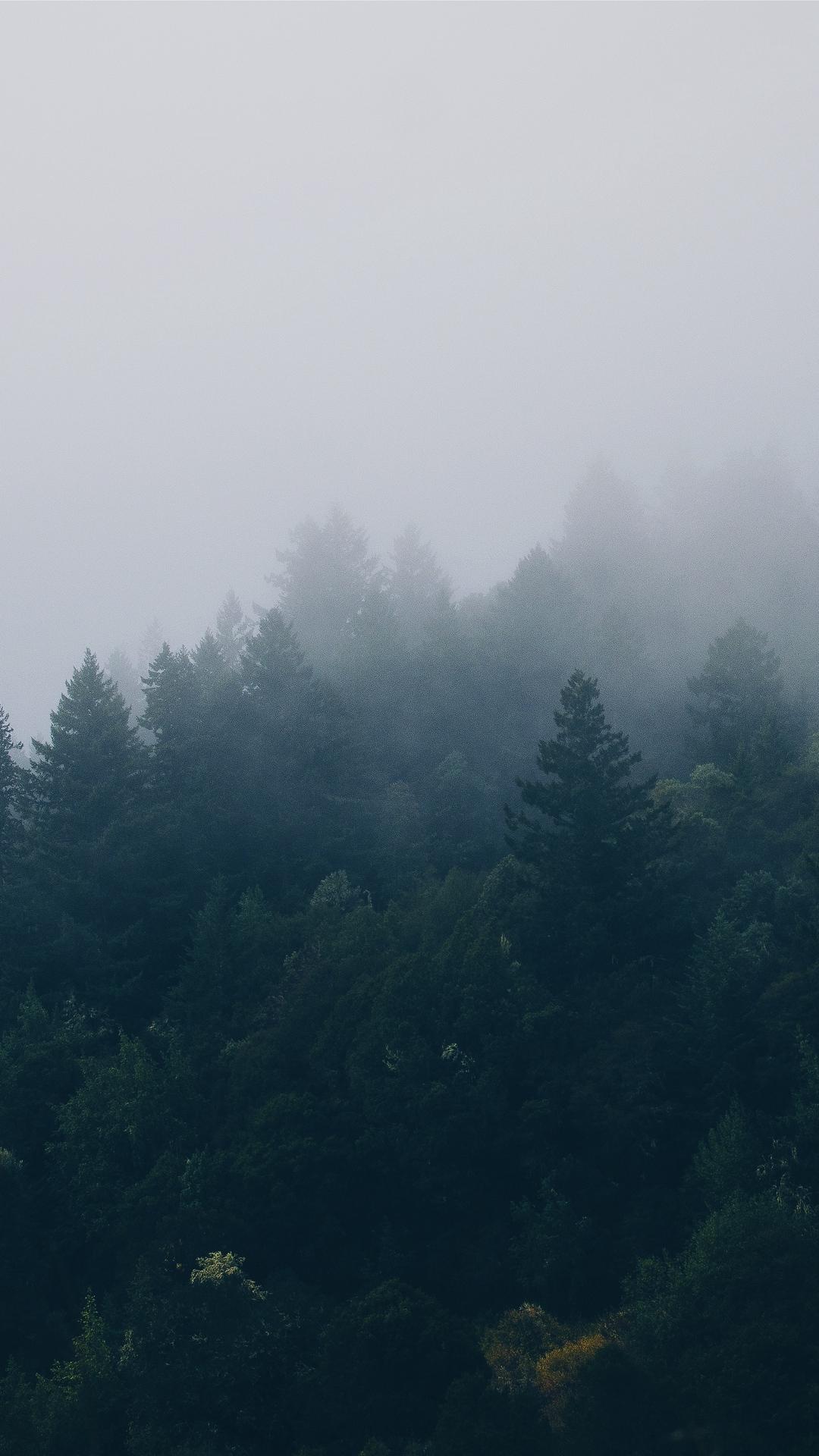 Forest Trees Fog Wallpaper - [1080x1920]
